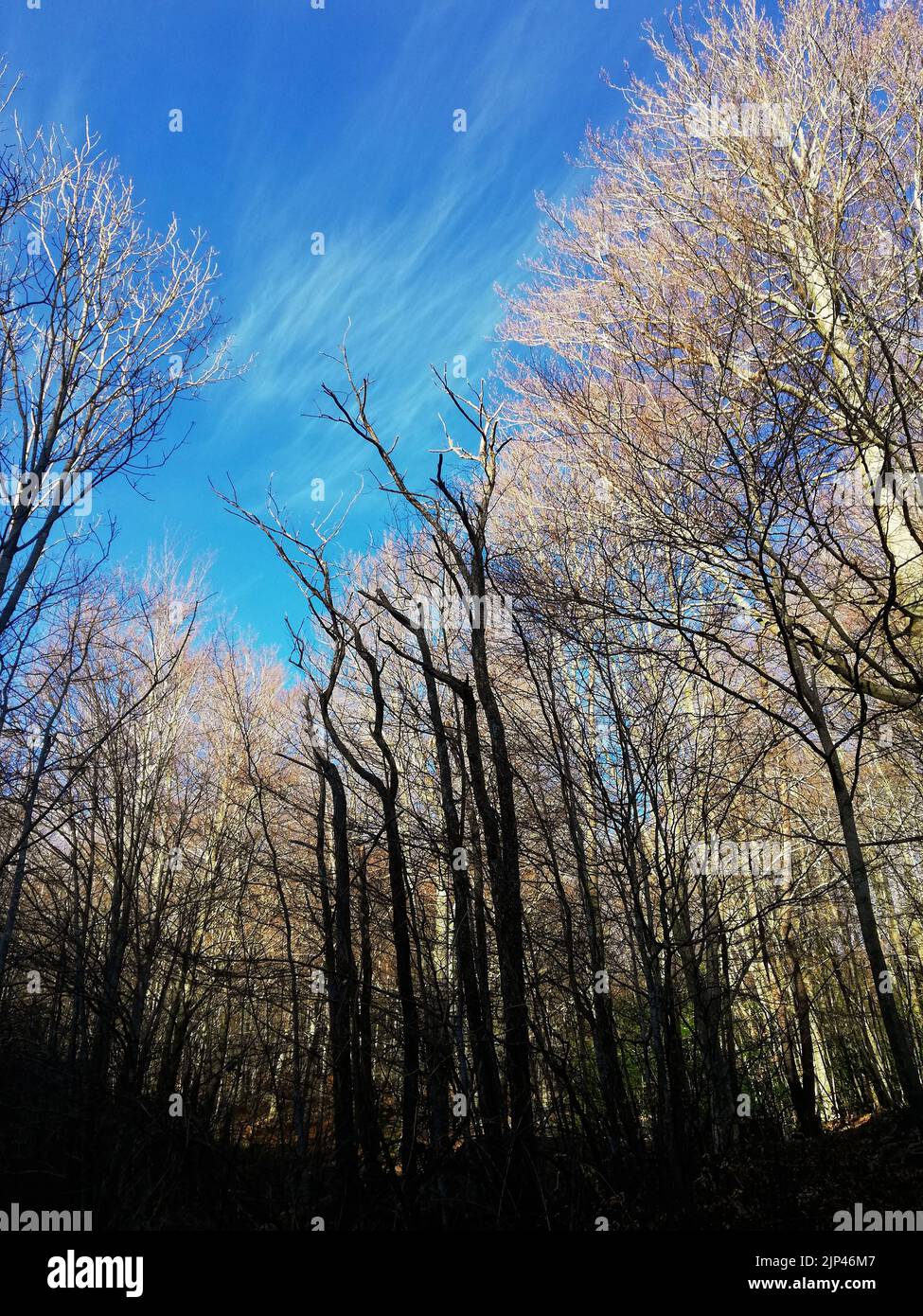 Forêt décidue de Montsenty / Bosque caducifolio en el Montseny Banque D'Images