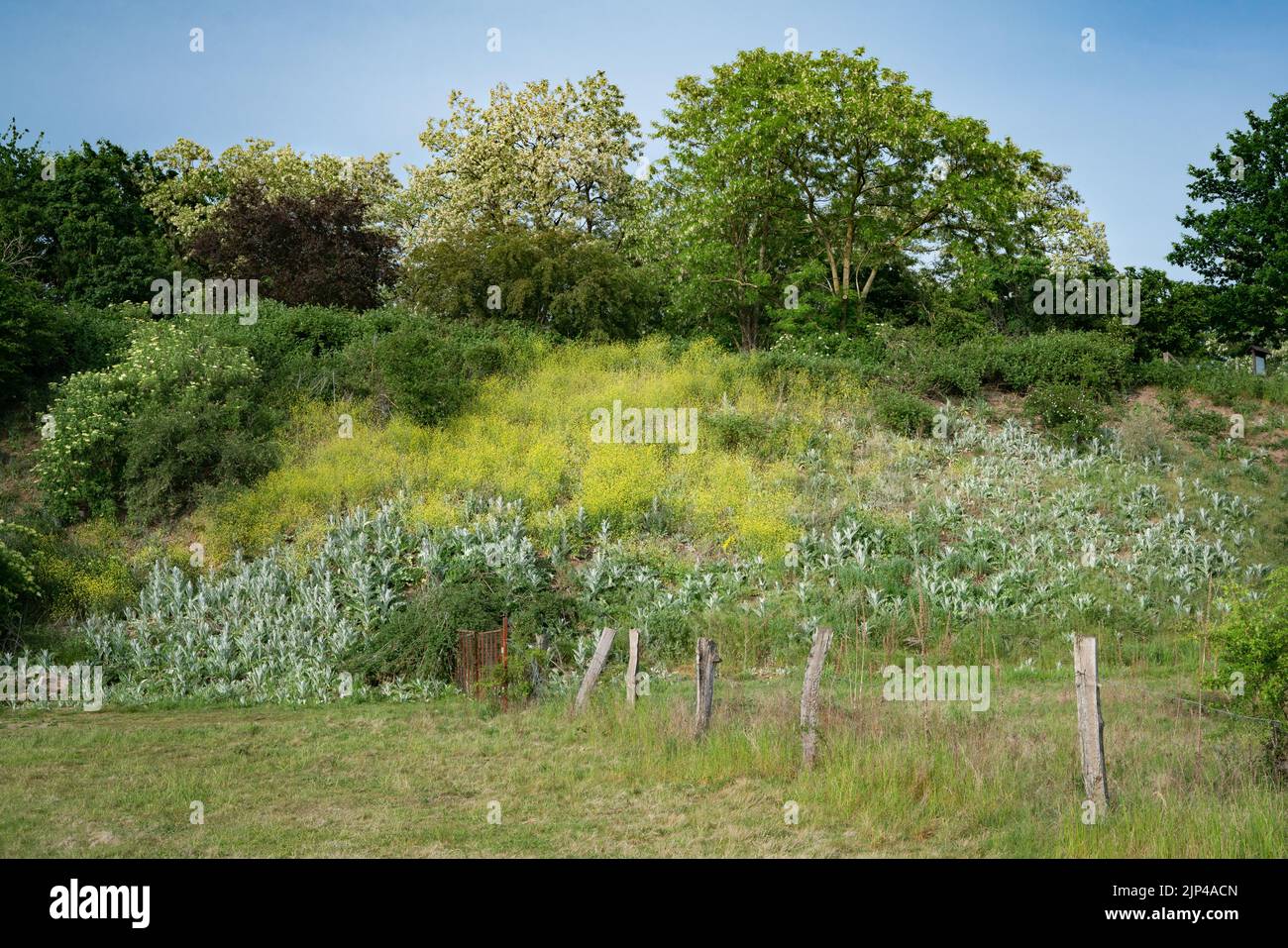 Pente surcultivée au bord du champ en vert printemps. Banque D'Images