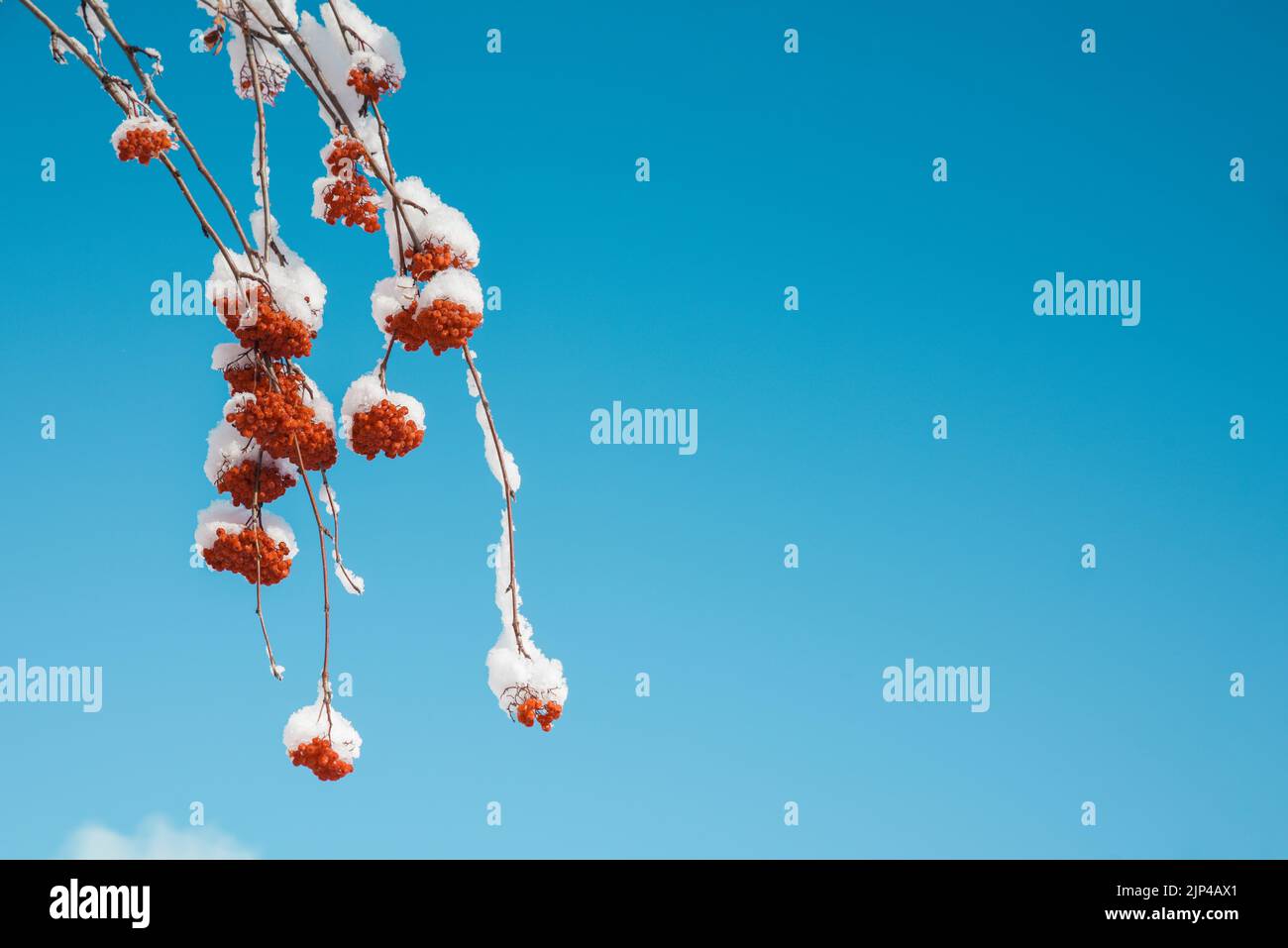 Arrière-plan d'hiver, cadre de branches de rowan dans la neige, ciel bleu Banque D'Images