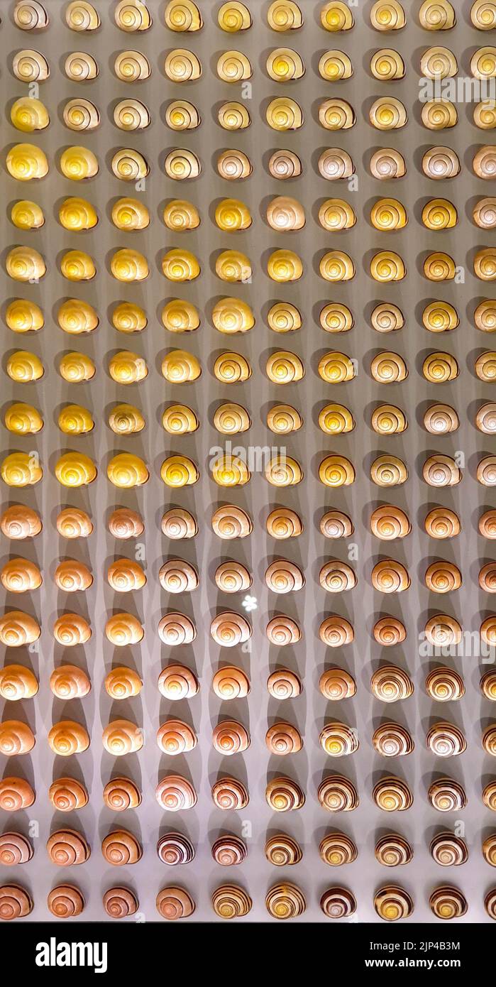 Un cliché vertical de coquilles de gastéropodes colorées d'escargots placés dans l'ordre symétrique Banque D'Images