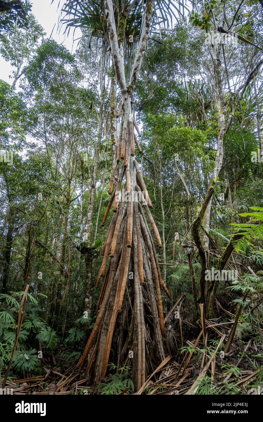 Un palmier de marche (Socratea exorrhiza) dans la forêt. Lore Lindu National Park, Sulawesi, Indonésie. Banque D'Images