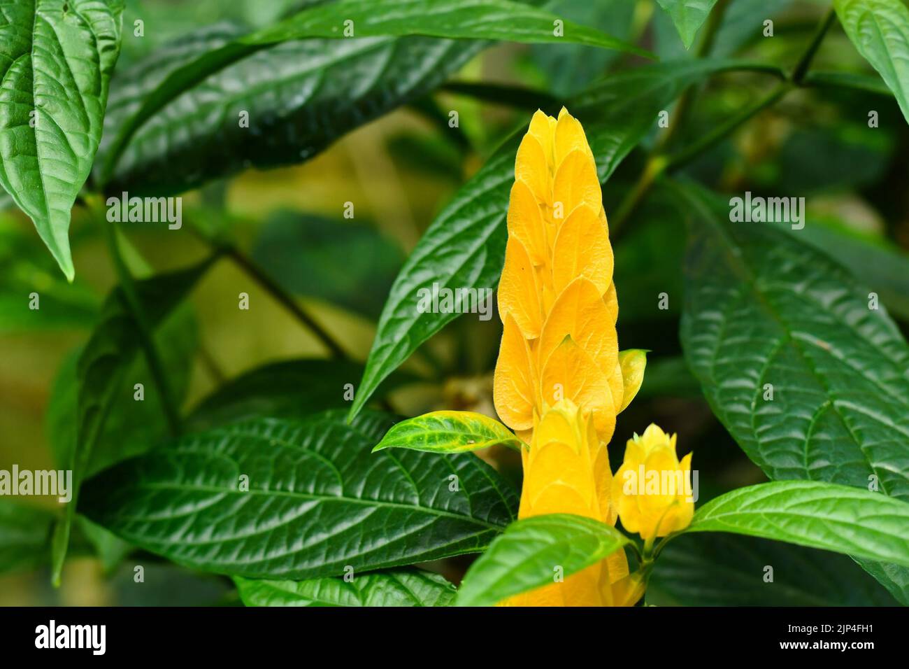 Fleur jaune avec bractées superposées de crevettes dorées tropicales. Nom botanique 'Pachystachys Lutea' Banque D'Images