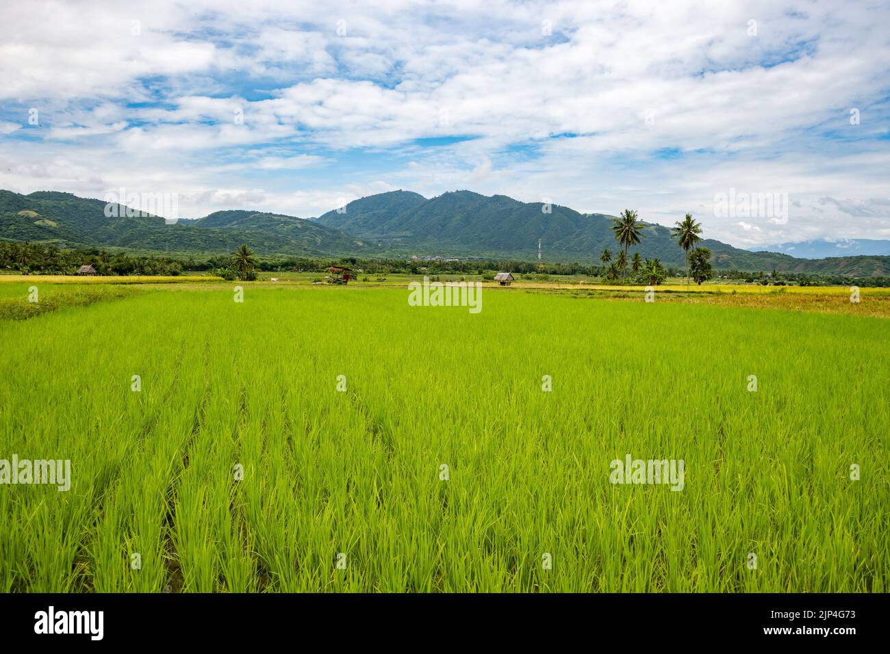 Champs de riz. Sulawesi, Indonésie. Banque D'Images