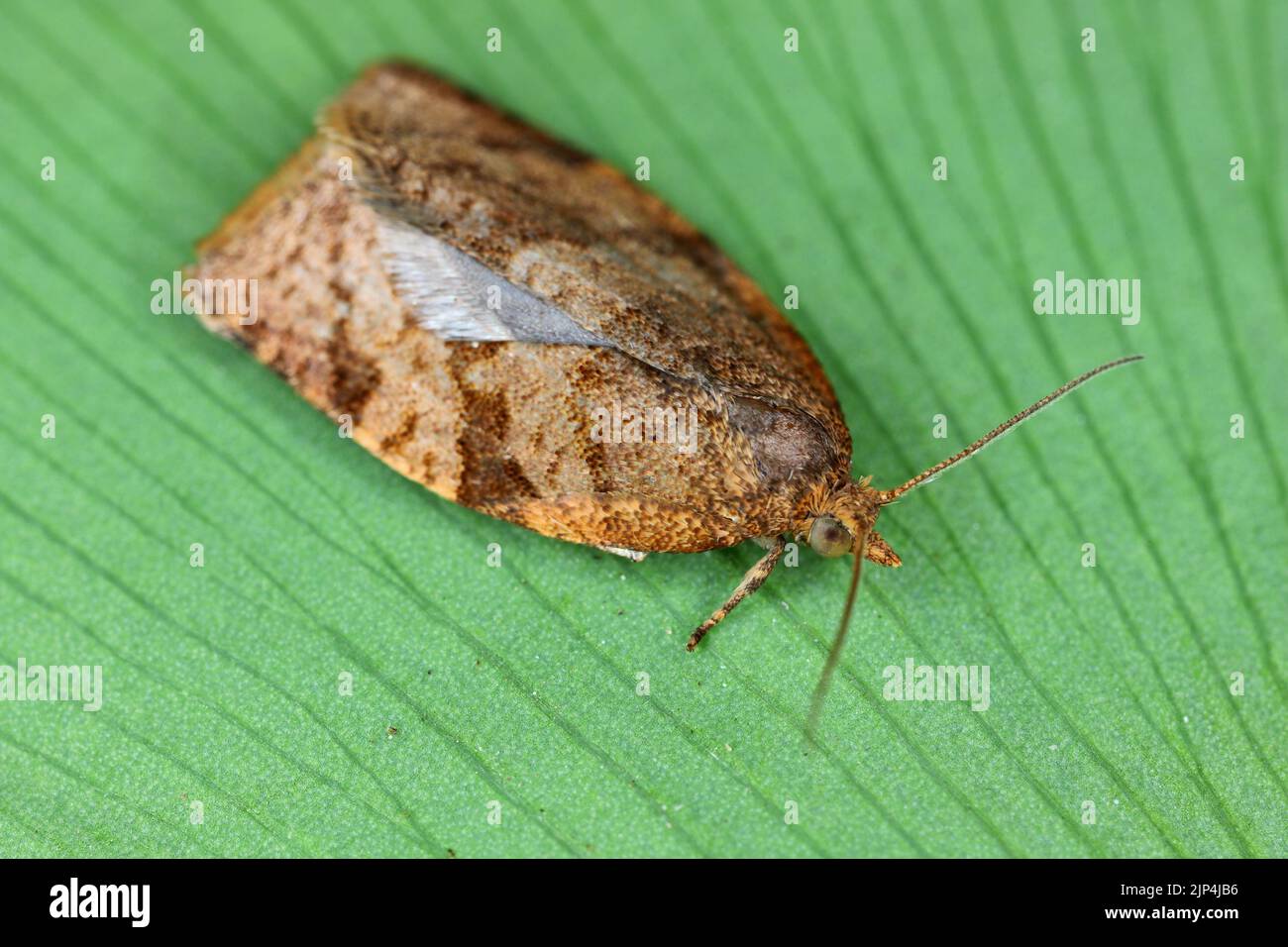 La teigne de l'Adoxophyes reticuloana de la famille des Tortricidae sur une feuille verte. Banque D'Images