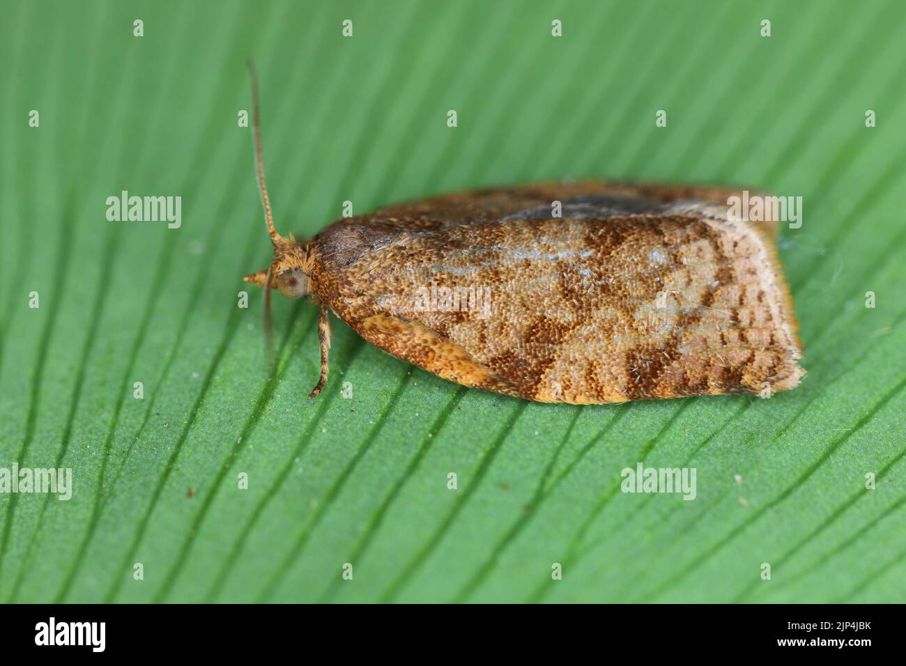 La teigne de l'Adoxophyes reticuloana de la famille des Tortricidae sur une feuille verte. Banque D'Images