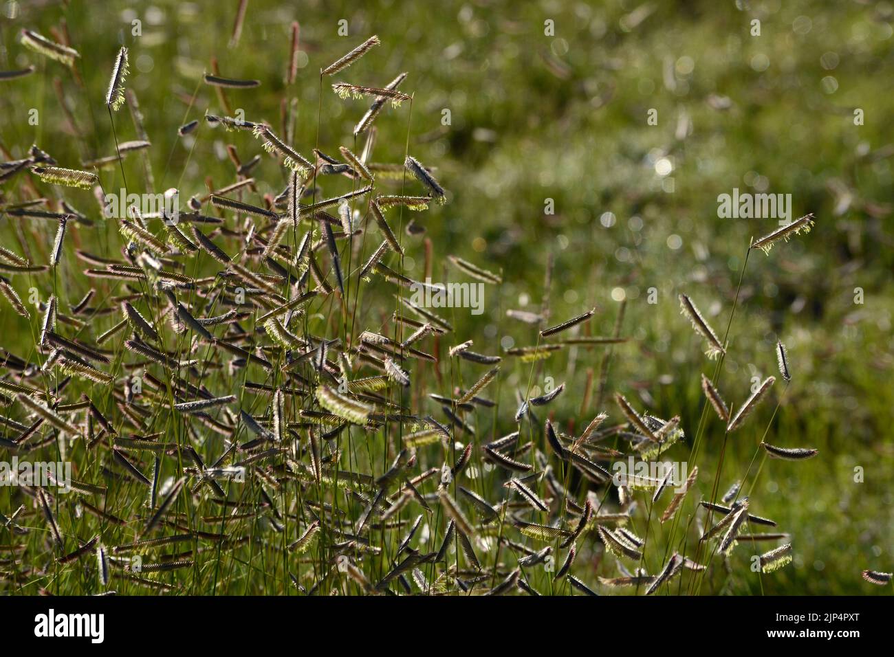 L'herbe sauvage est semée à la fin de l'été à Santa Fe, au Nouveau-Mexique. Banque D'Images