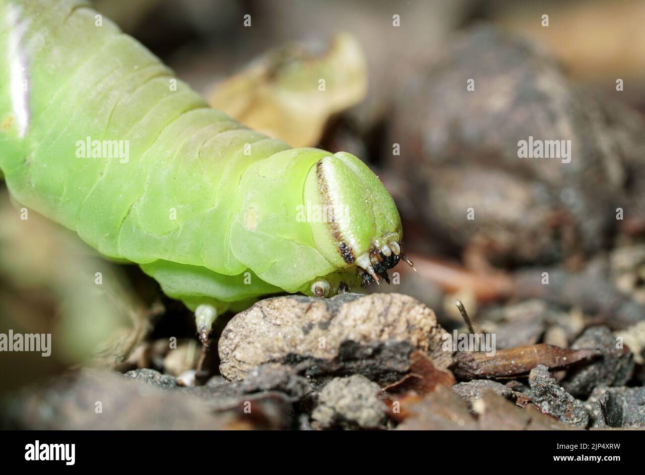 Chenille Sphinx Ligustri sous le frêne sur le plancher forestier 1 sur 9 Banque D'Images