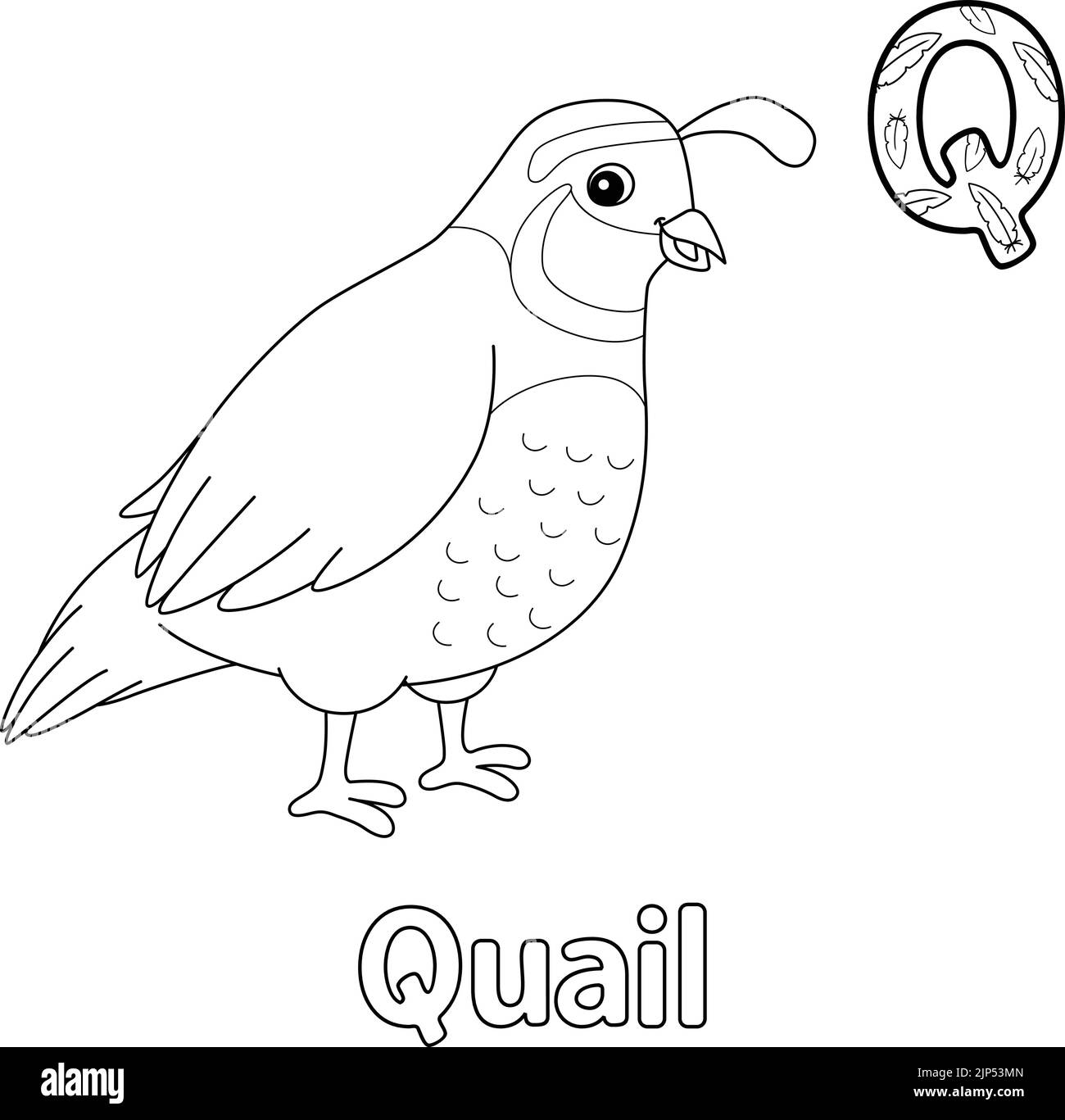 Quail Alphabet ABC coloriage page Q Illustration de Vecteur