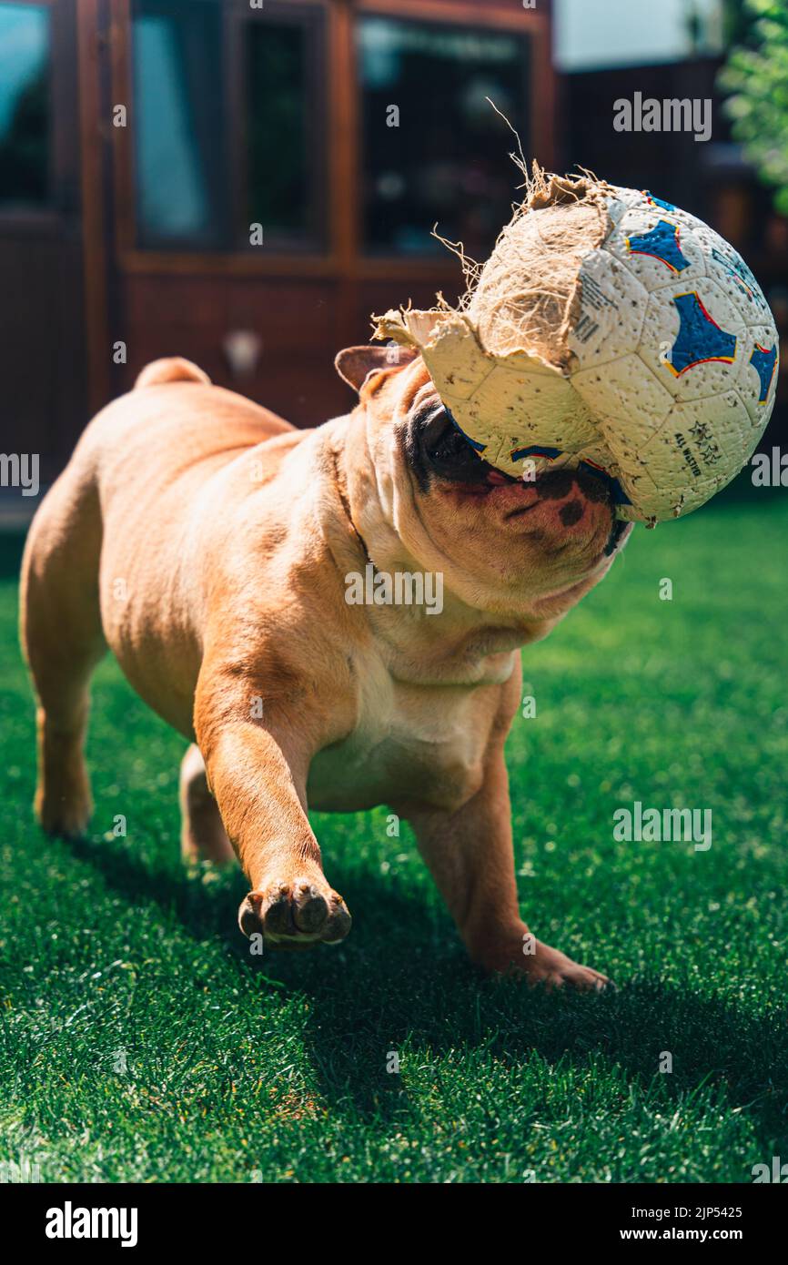 Un cliché vertical d'un chien jouant avec une balle déchirée sur l'herbe Banque D'Images
