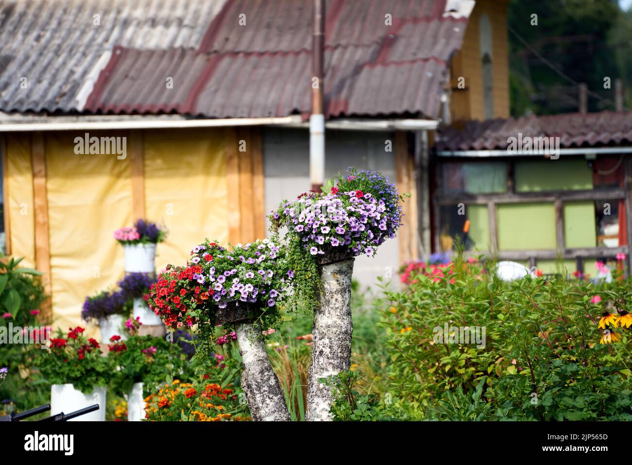 Un jardin de maison ancienne décoré de variétés de fleurs violettes pétunia en pot sur le tronc de bouleau. Banque D'Images