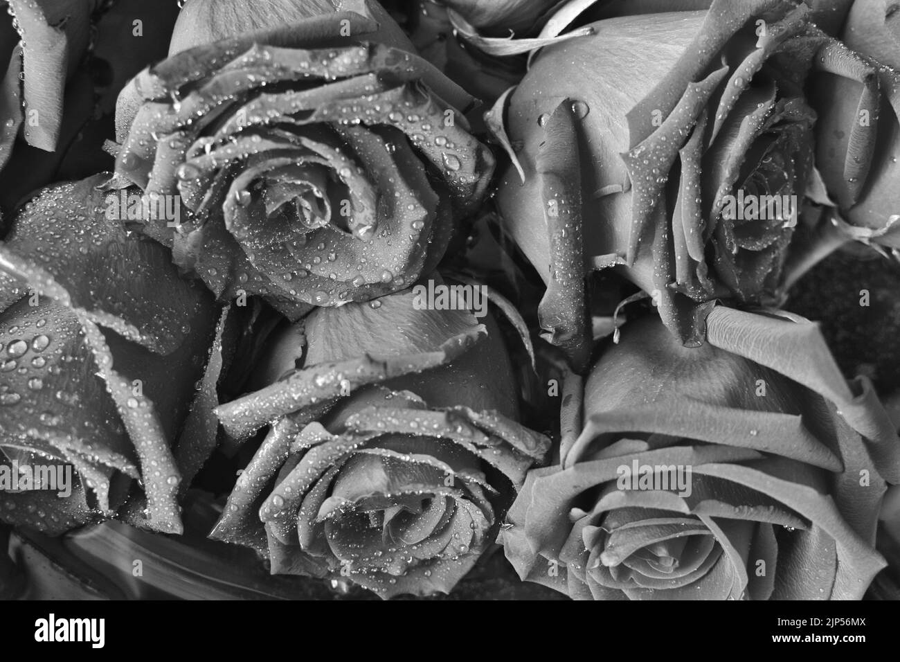 Fond rose noir et blanc, motif floral abstrait grunge naturel, fleur fraîche avec gouttes d'eau, belle texture des pétales de plantes humides, dète nature Banque D'Images