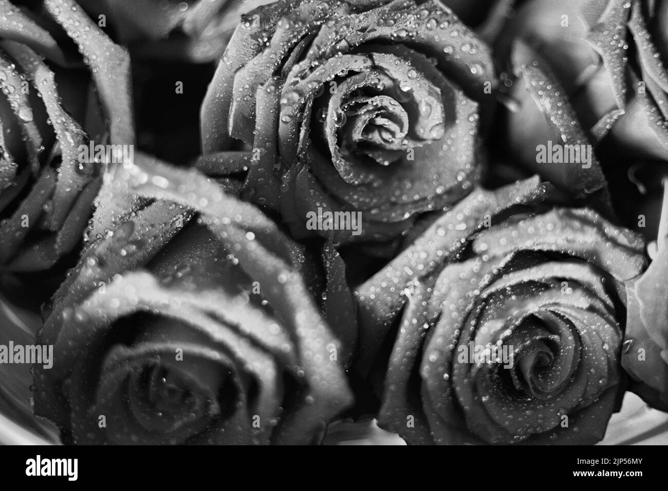 Fond rose noir et blanc, motif floral abstrait grunge naturel, fleur fraîche avec gouttes d'eau, belle texture des pétales de plantes humides, dète nature Banque D'Images
