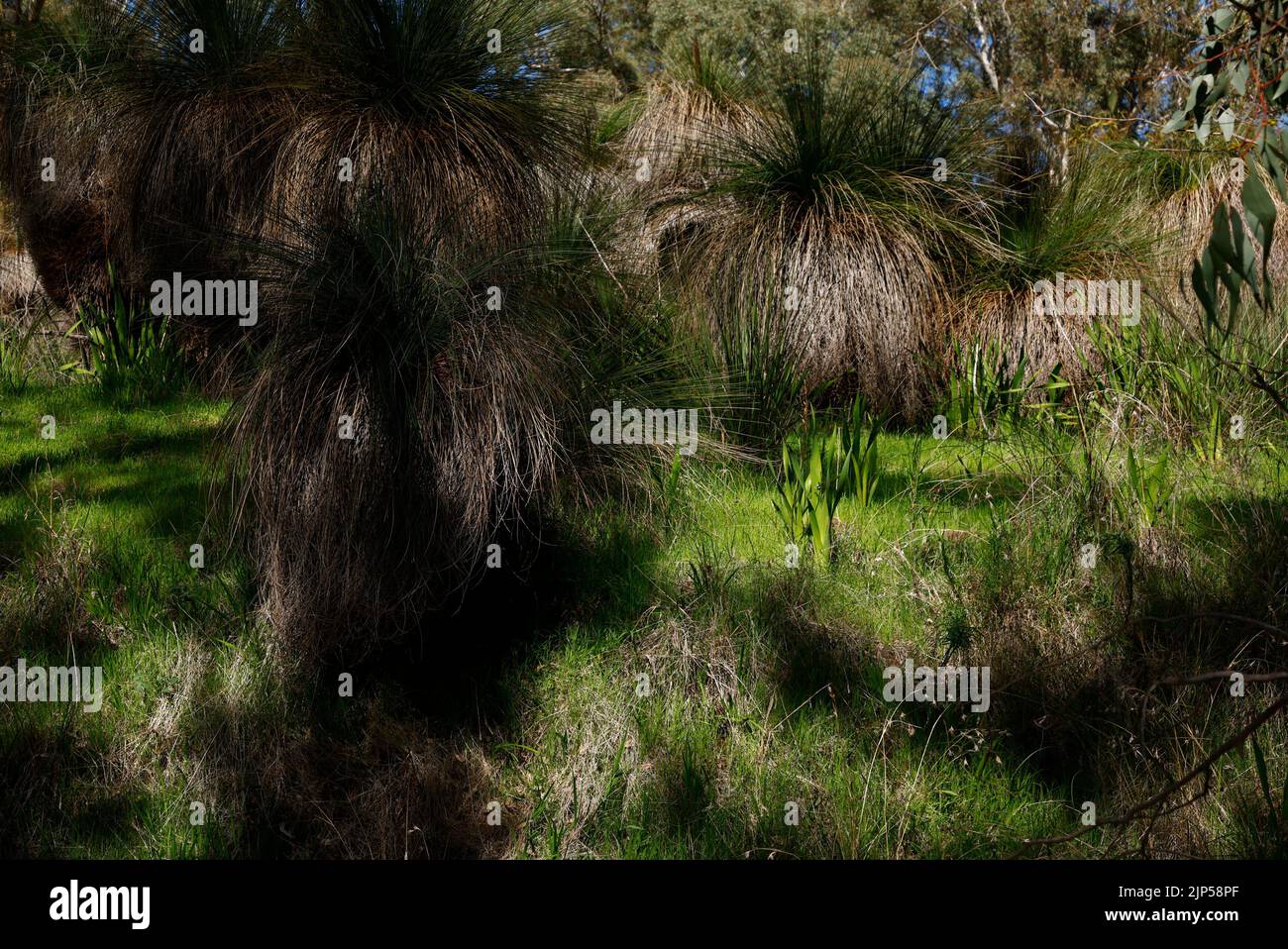 Herbes indigènes ou Xanthorrhoea australis vus au parc national John Forrest WA Australie. Banque D'Images