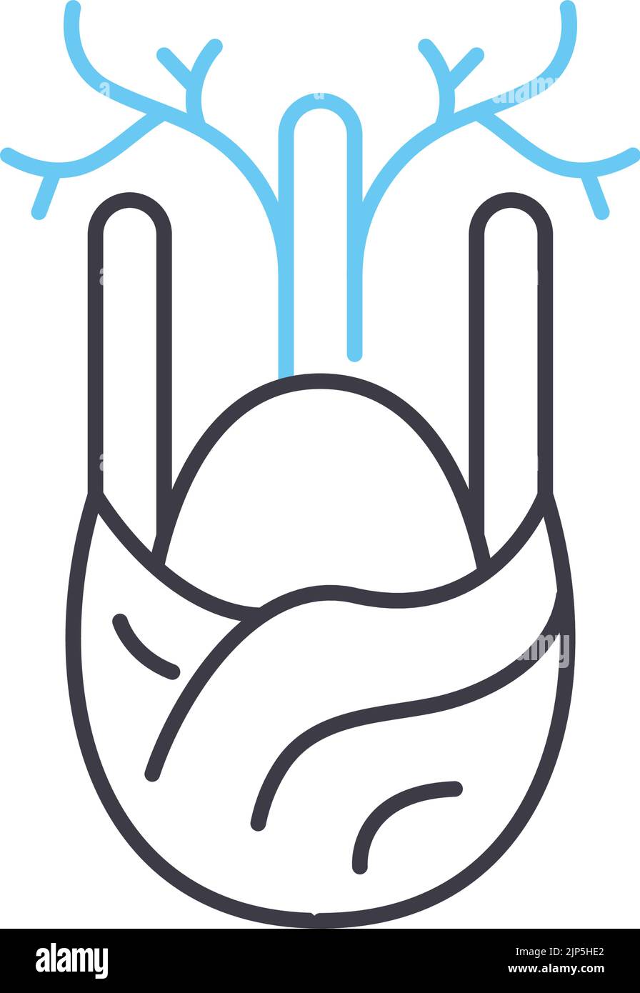 icône de la ligne de légumes du fenouil, symbole de contour, illustration vectorielle, signe de concept Illustration de Vecteur