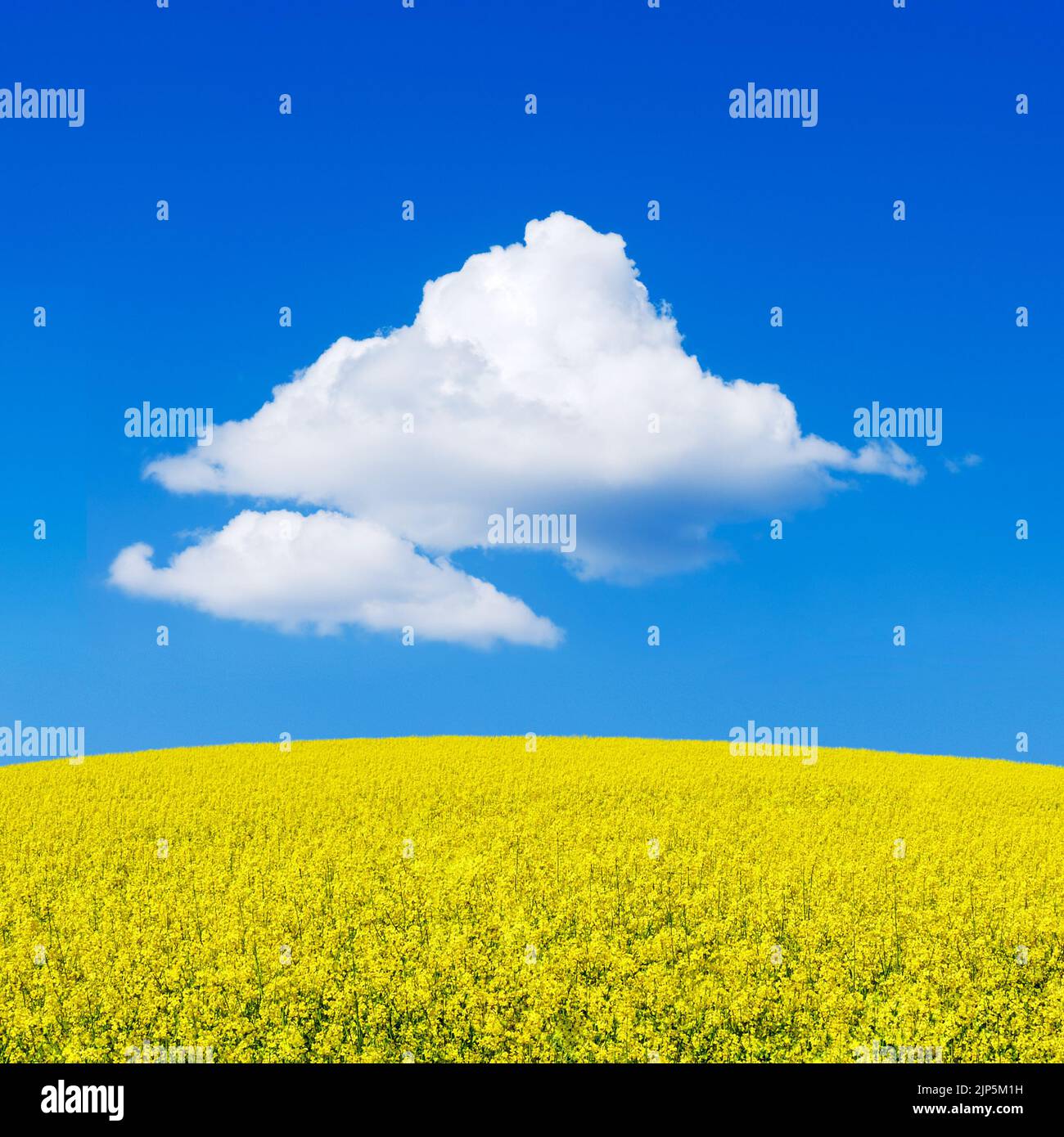 Champ de moutarde jaune, paysage de colza. Nuage de cumulus blanc dans le ciel bleu. Banque D'Images