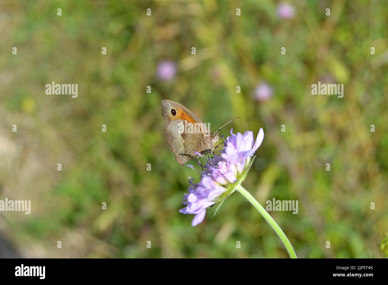 Un papillon brun de prairie chevaliers sur la fleur scabieuse dans North Downs dans la vallée de Darent à Fackenden Down, près d'Otford/Shoreham, Kent en chaude journée d'été Banque D'Images