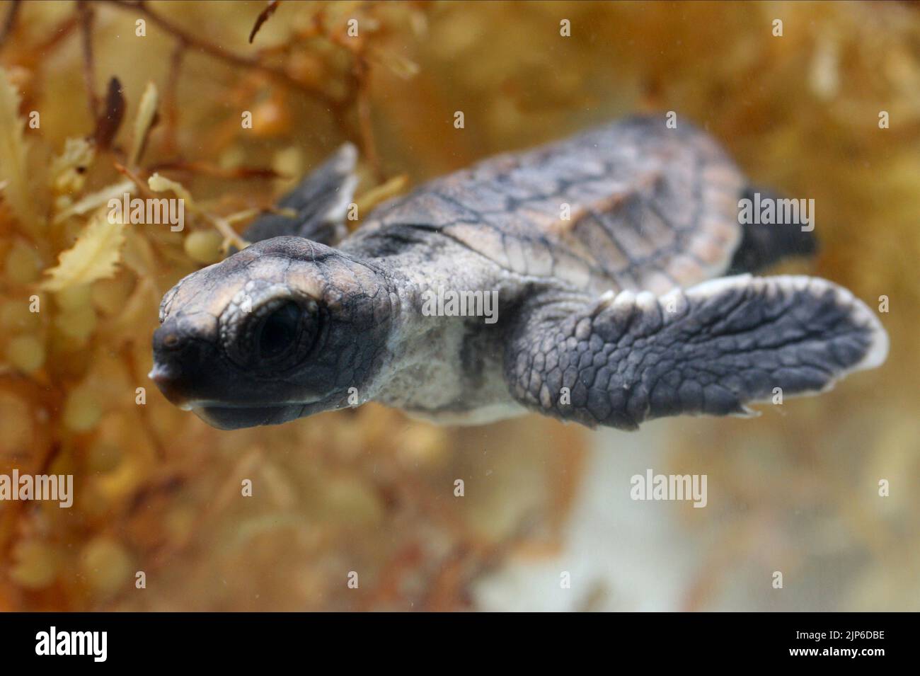 TORTUES DE BÉBÉ, TORTUE: L'INCROYABLE VOYAGE, 2009 Banque D'Images