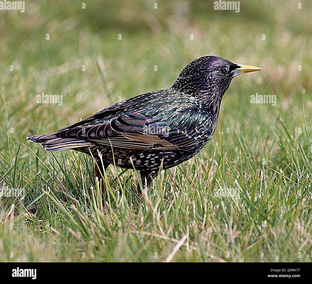 Esturling européen (Sturnus vulgaris) sur l'herbe Banque D'Images