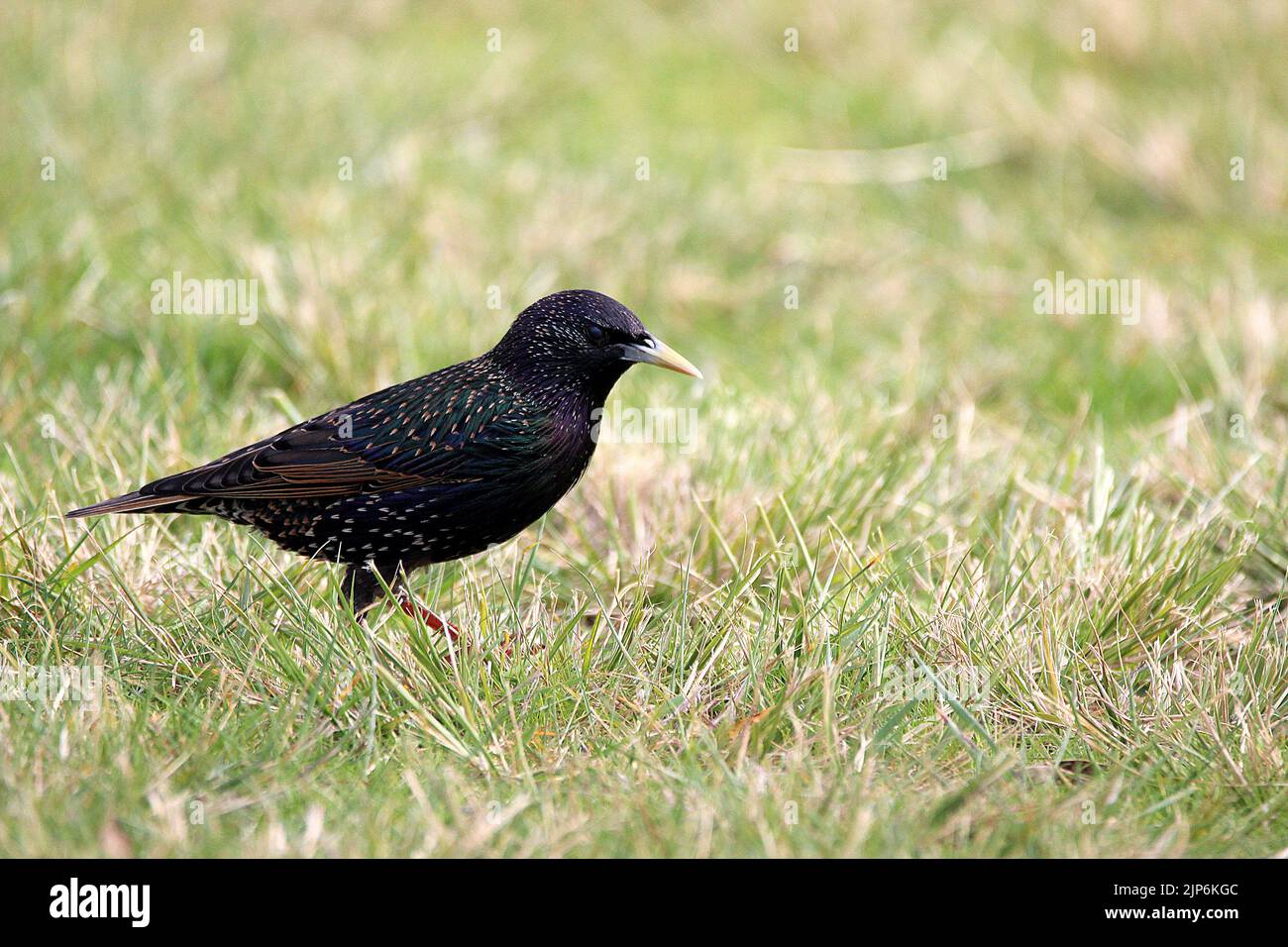 Esturling européen (Sturnus vulgaris) sur l'herbe Banque D'Images