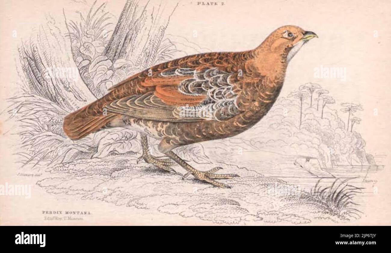 L'histoire naturelle des oiseaux de gibier (PLANCHE 2) Banque D'Images
