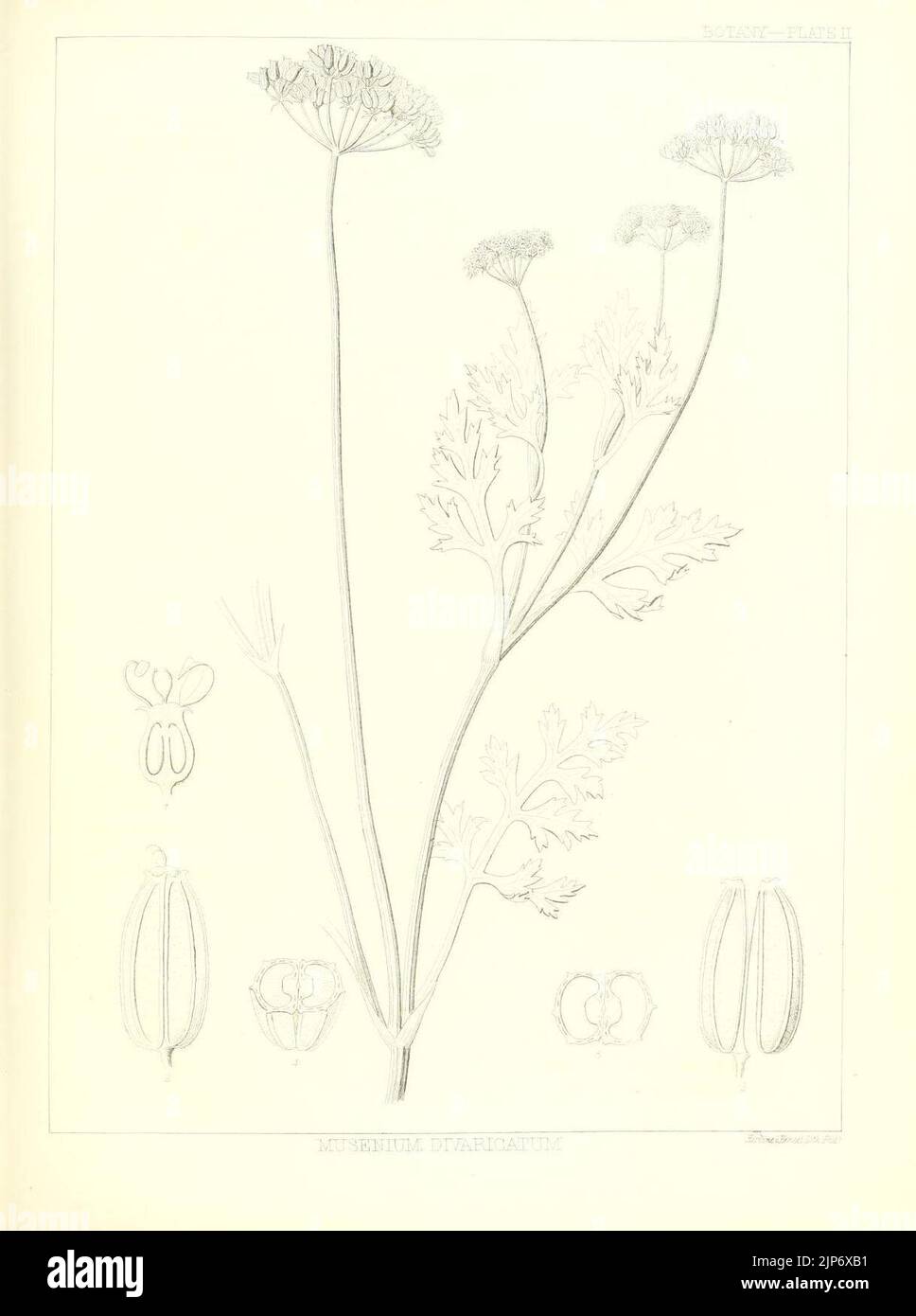 L'histoire naturelle du territoire de Washington (Botany-plate II) (7493998000) Banque D'Images
