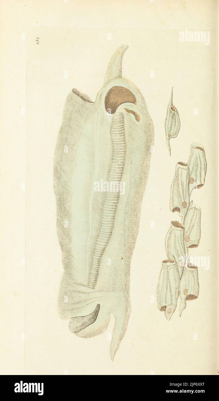 Le Naturalist's Miscellany, ou des chiffres de couleur d'objets naturels Banque D'Images