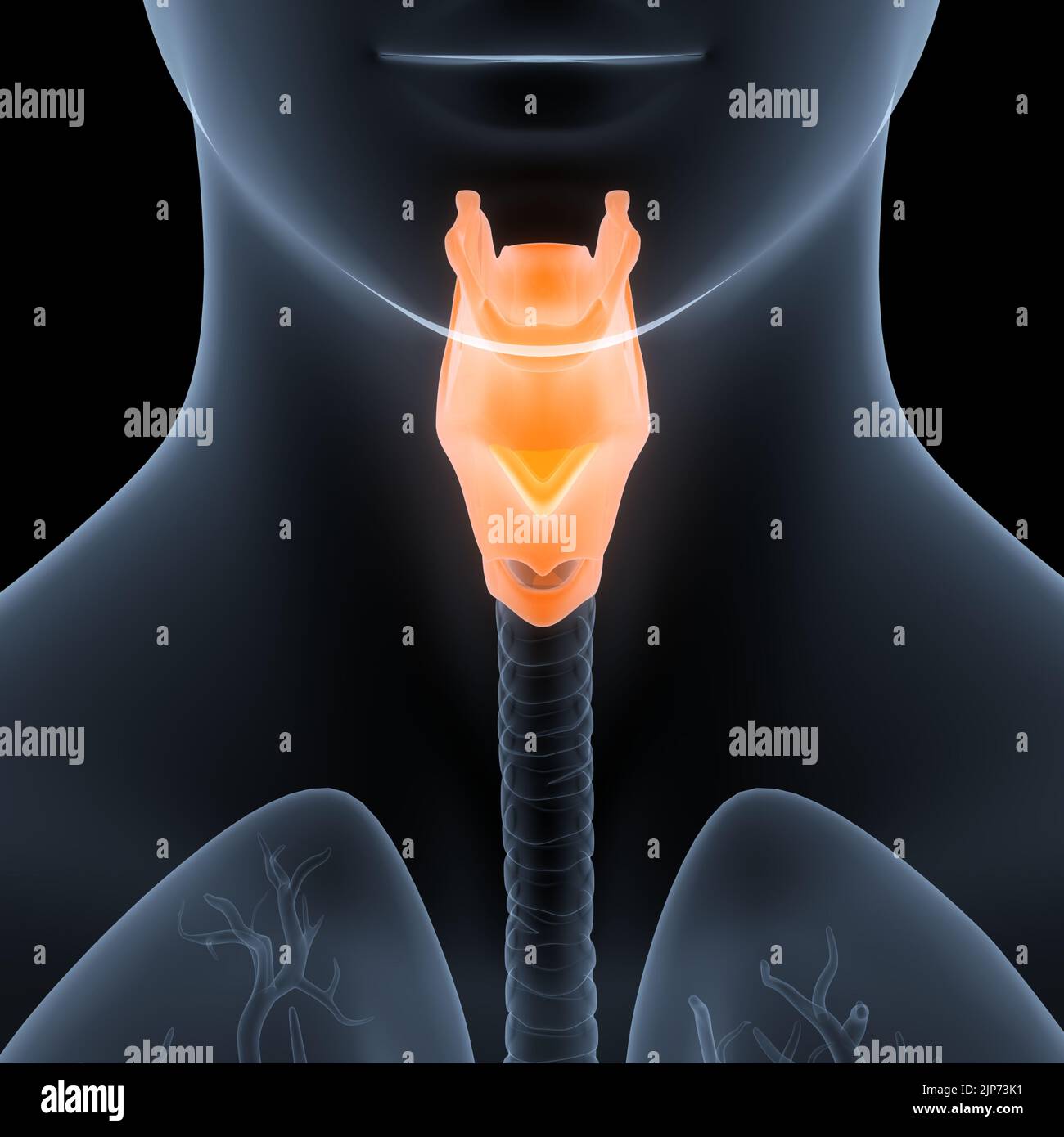 Système respiratoire humain du larynx et du pharynx anatomie Banque D'Images