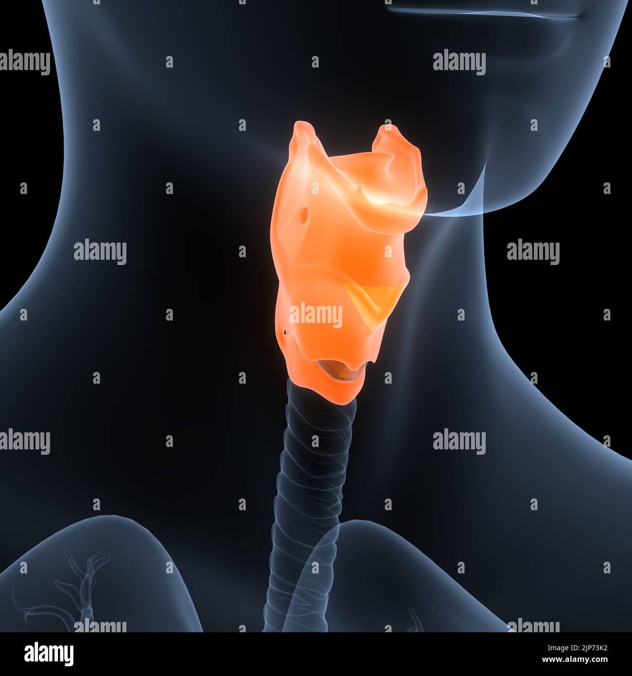 Système respiratoire humain du larynx et du pharynx anatomie Banque D'Images