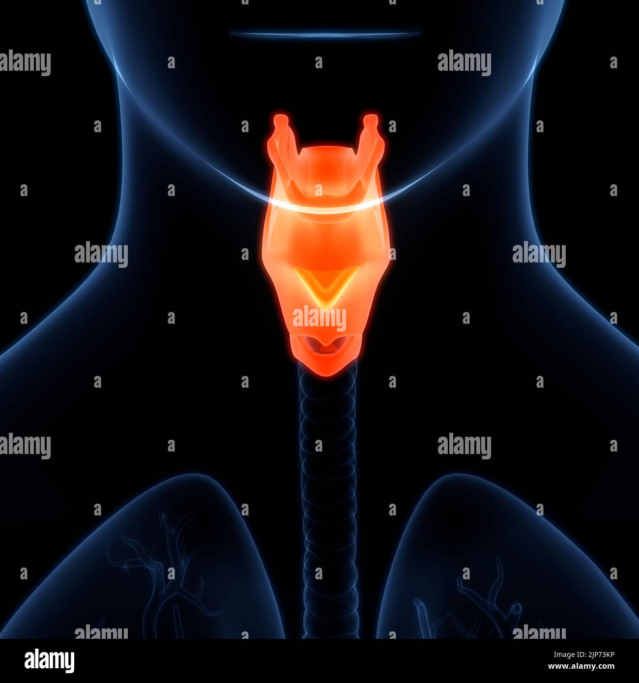Système respiratoire humain du larynx et du pharynx anatomie Banque D'Images