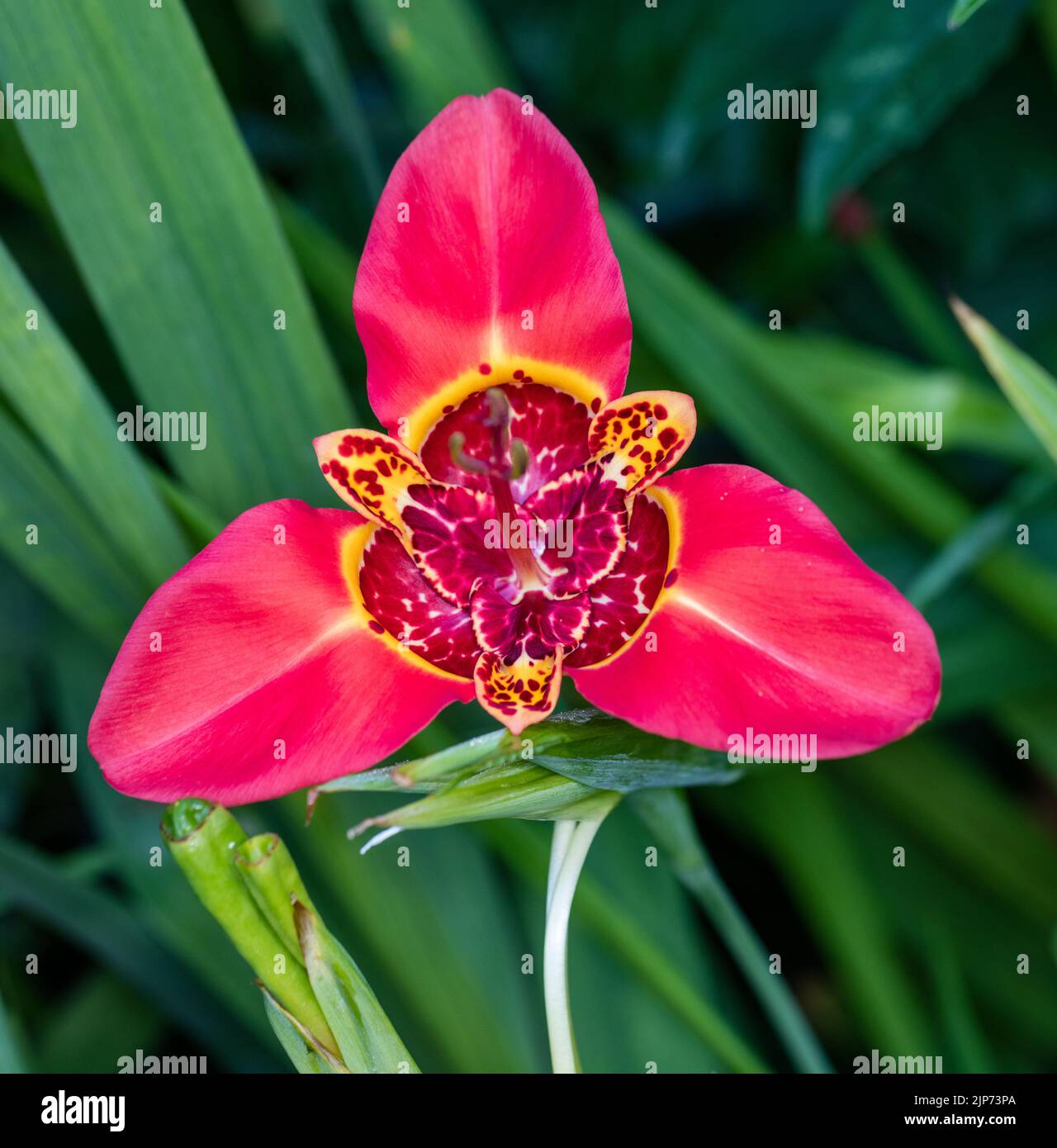 Mix Tiger iris, Påfågelsmilja (Tigridia Pavonia) Banque D'Images