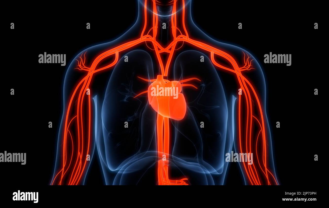 Système circulatoire de l'anatomie cardiaque Banque D'Images