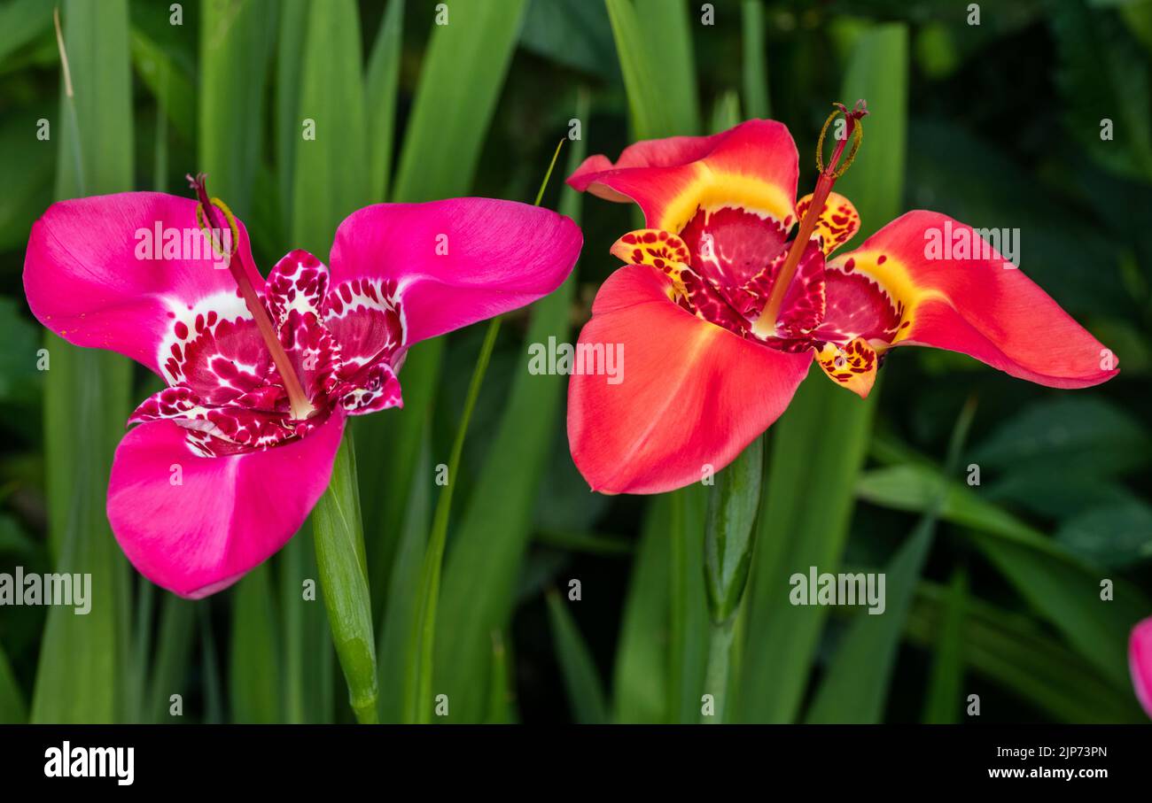 Mix Tiger iris, Påfågelsmilja (Tigridia Pavonia) Banque D'Images