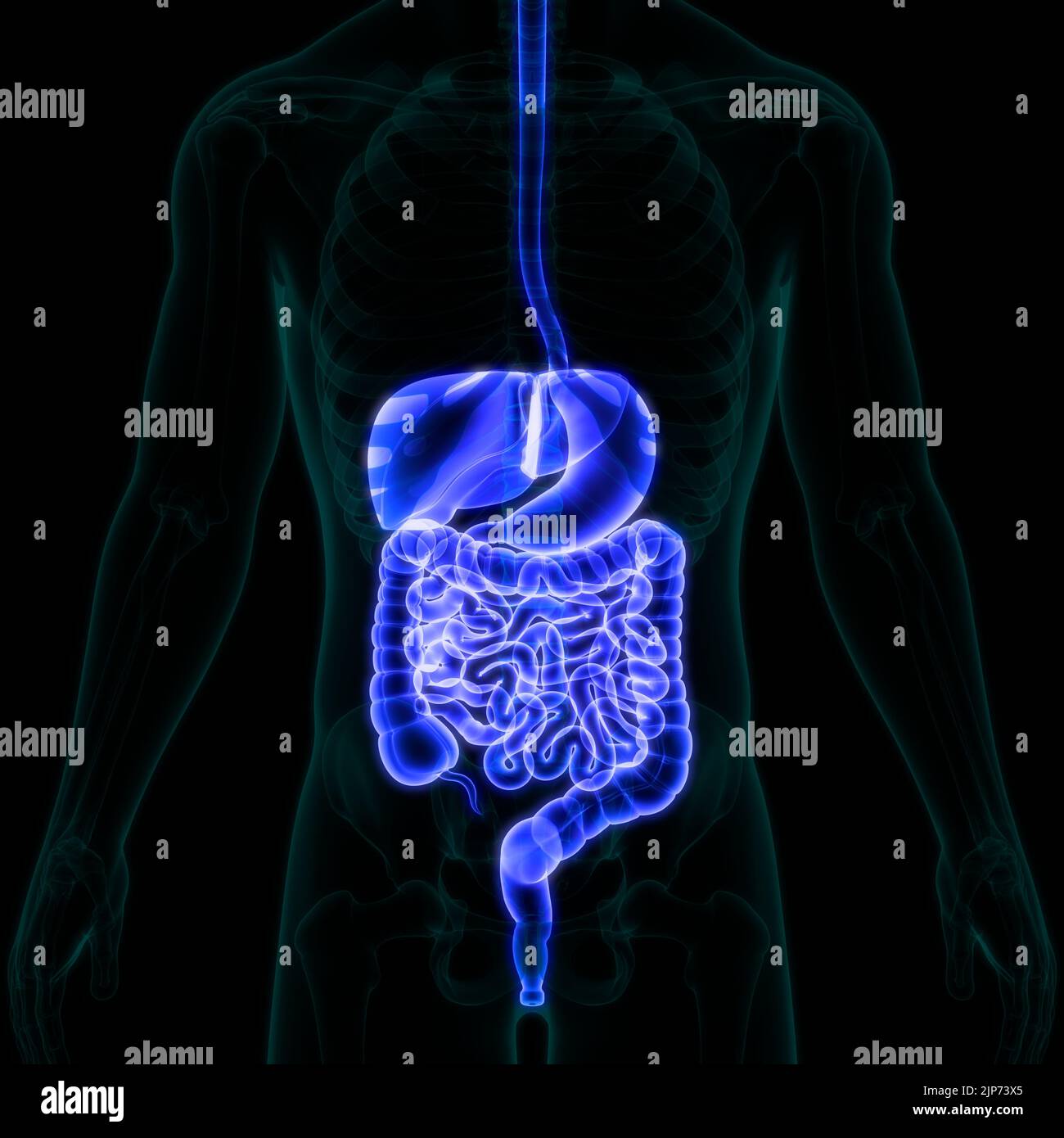 Anatomie du système digestif humain Photo Stock - Alamy