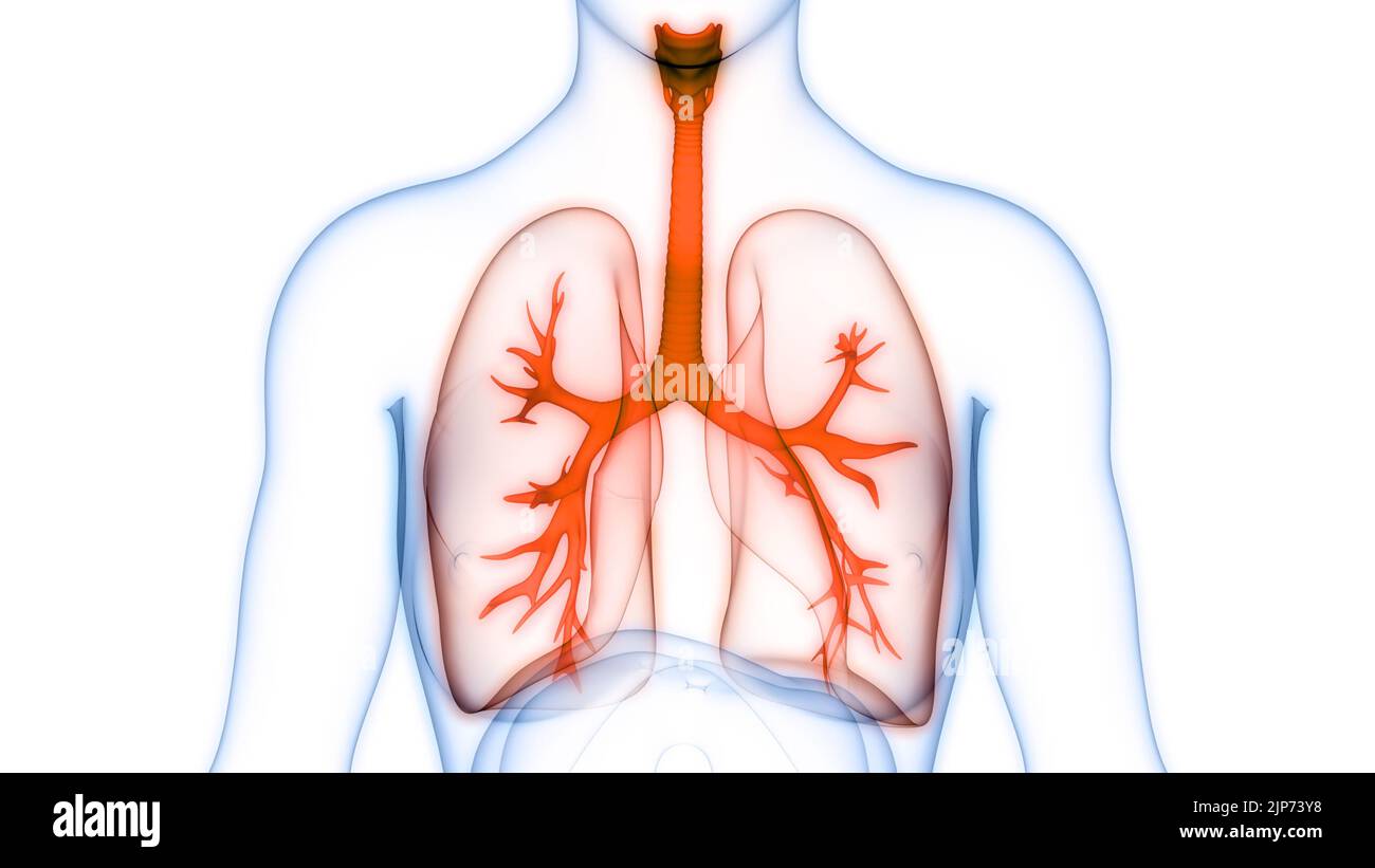 Système respiratoire humain Anatomie Poumons Banque D'Images