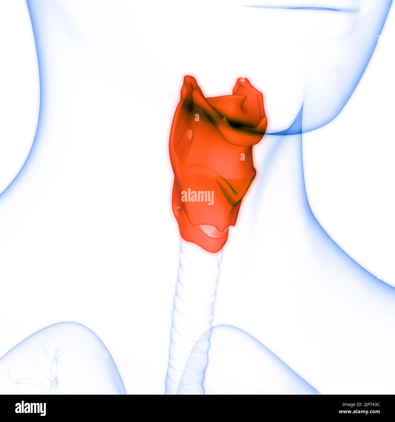 Système respiratoire humain du larynx et du pharynx anatomie Banque D'Images