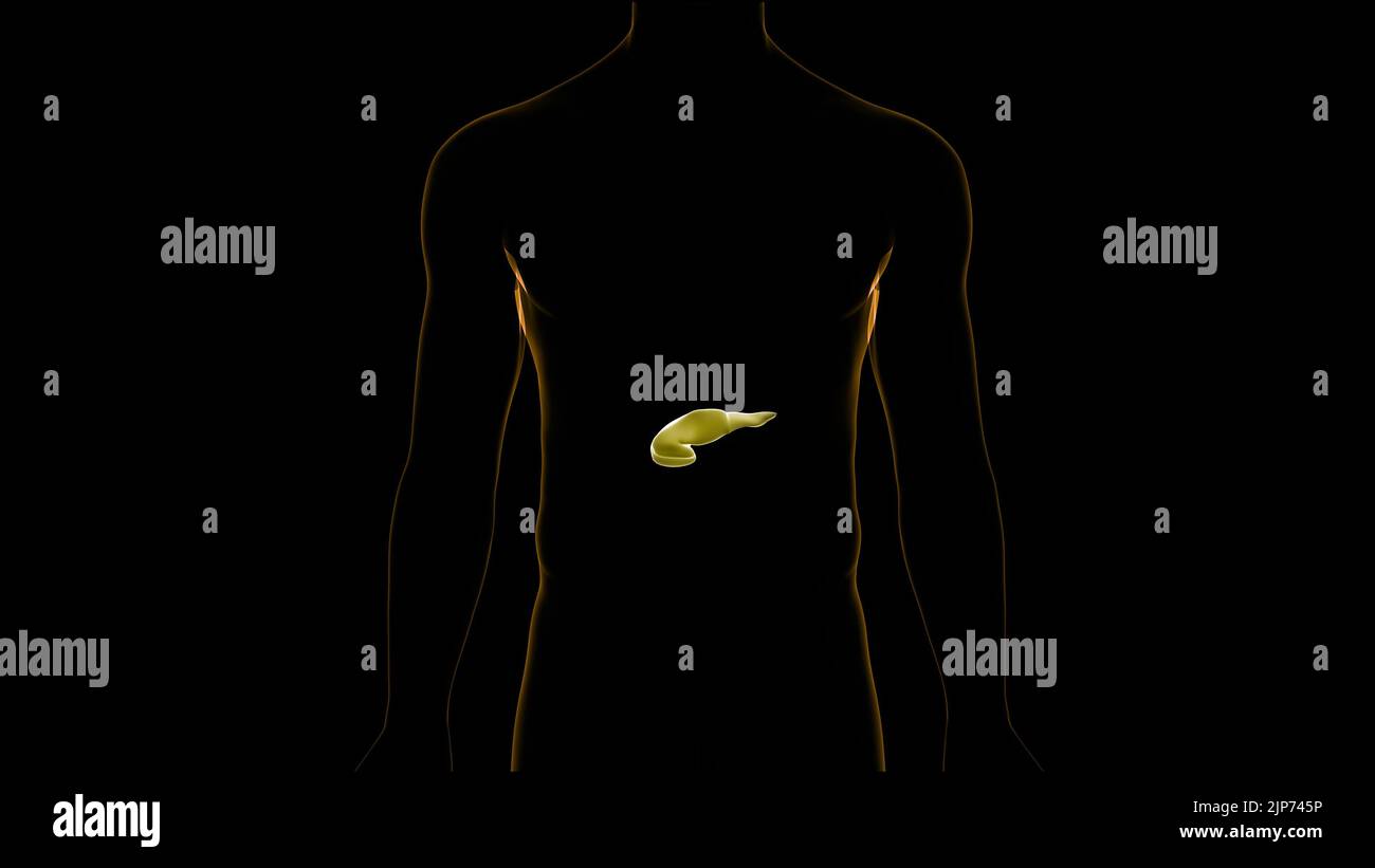 Organes internes humains pancréas avec vésicule biliaire Anatomie Banque D'Images