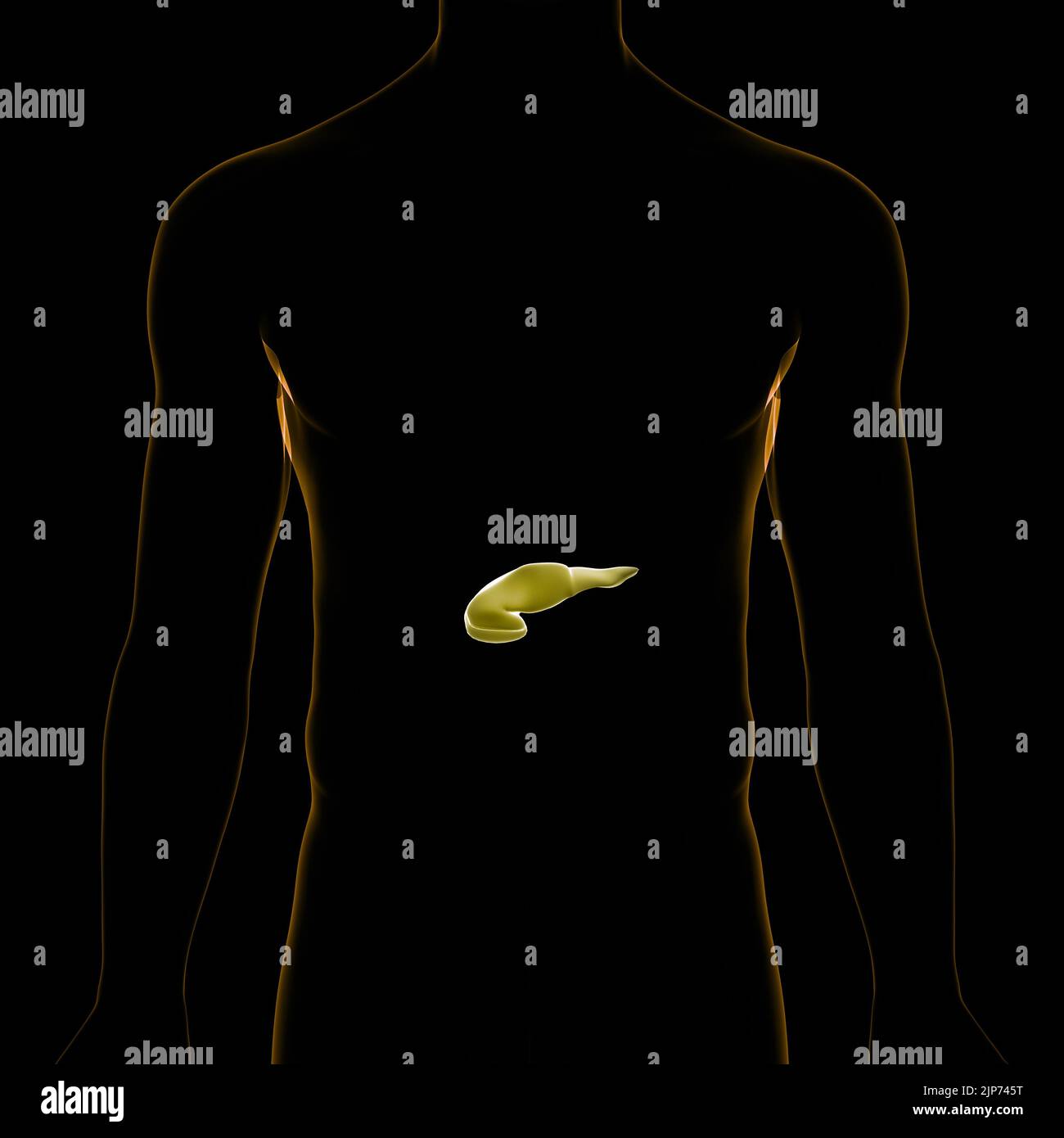 Organes internes humains pancréas avec vésicule biliaire Anatomie Banque D'Images