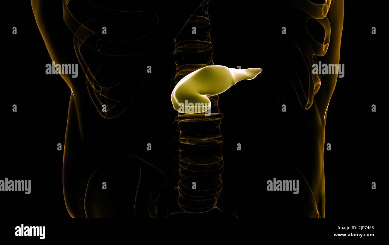 Organes internes humains pancréas avec vésicule biliaire Anatomie Banque D'Images