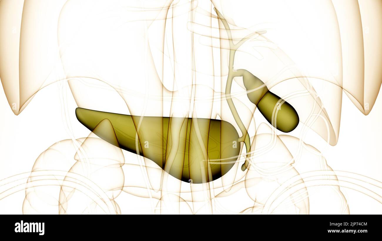 Organes internes humains pancréas avec vésicule biliaire Anatomie Banque D'Images