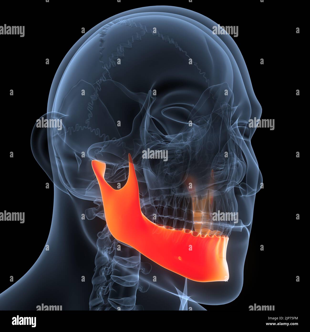 Anatomie des pièces osseuses du crâne du système de squelette humain ...