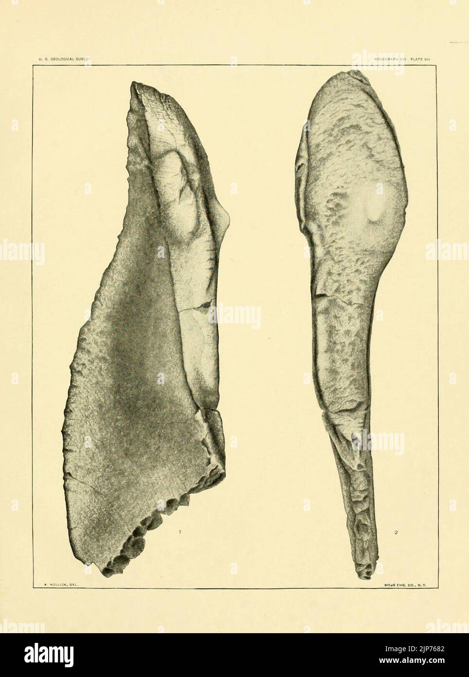 Les poissons paléozoïques de l'Amérique du Nord (plaque XIV) Banque D'Images