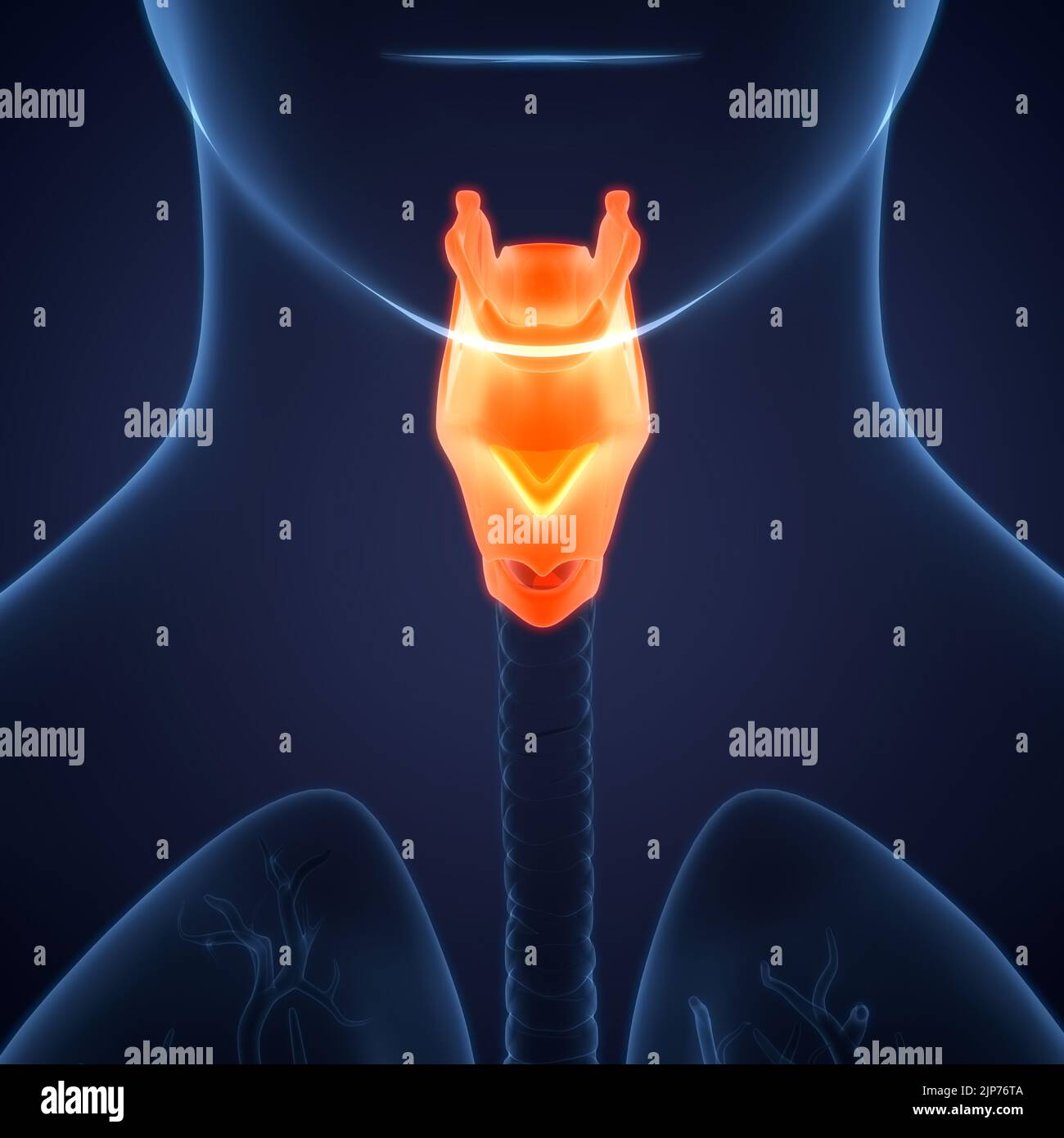 Système respiratoire humain du larynx et du pharynx anatomie Banque D'Images