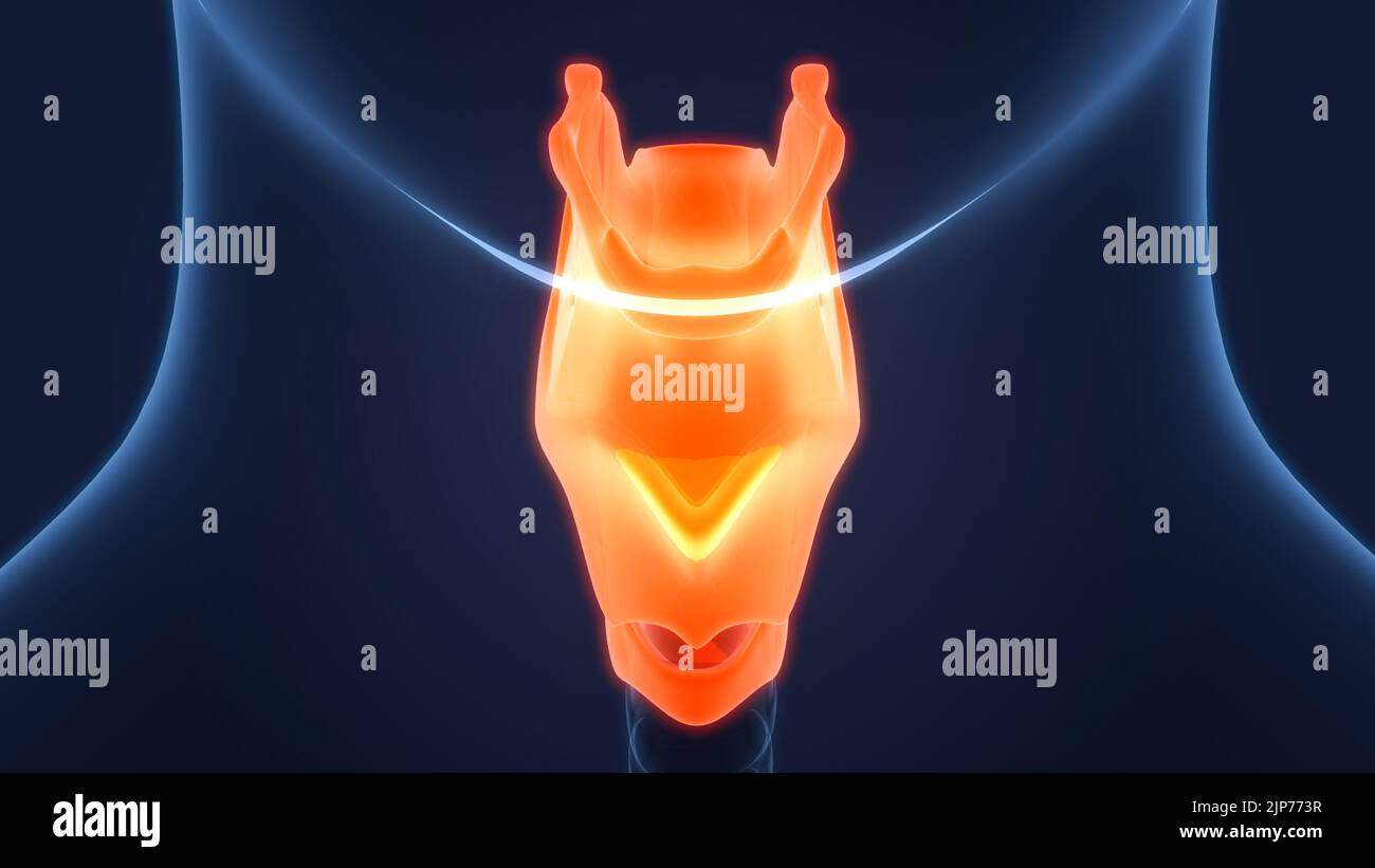 Système respiratoire humain du larynx et du pharynx anatomie Banque D'Images
