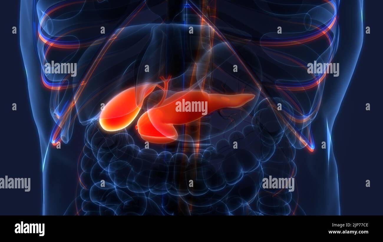 Organes internes humains pancréas avec vésicule biliaire Anatomie Banque D'Images