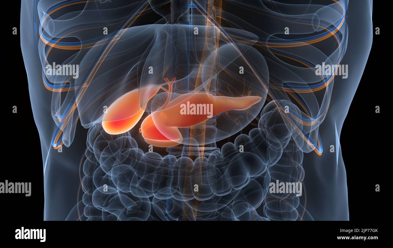 Organes internes humains pancréas avec vésicule biliaire Anatomie Banque D'Images