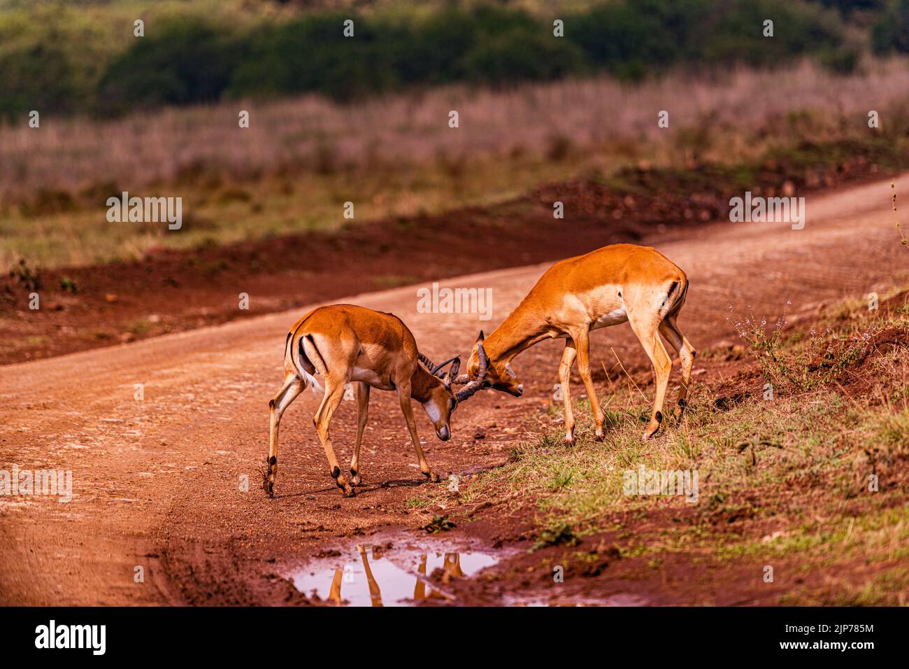 Parc national de Nairobi L'Impala ou rooibok est une antilope de taille moyenne que l'on trouve en Afrique orientale et australe. Le seul membre existant du genre Aepyc Banque D'Images