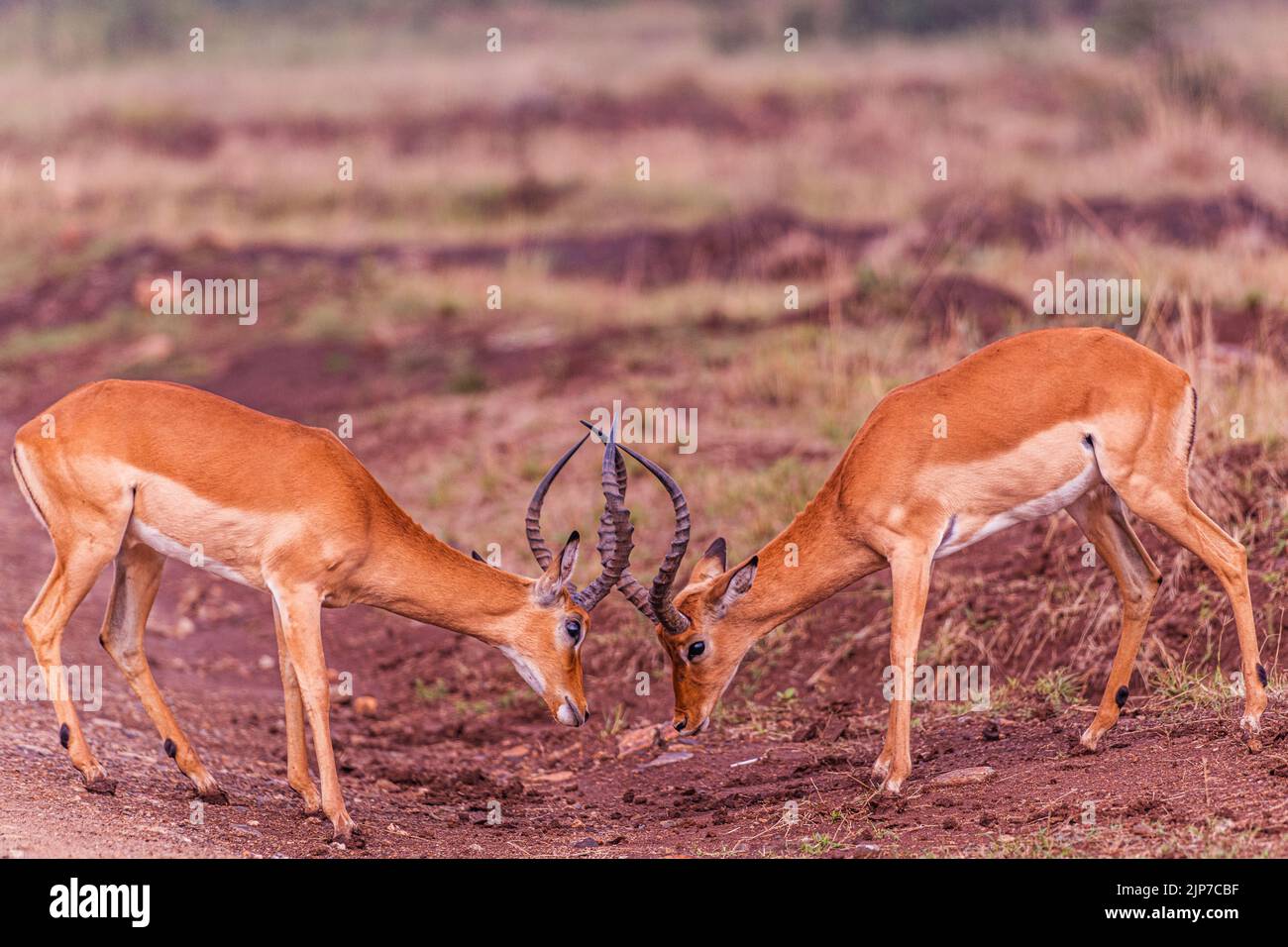 Parc national de Nairobi L'Impala ou rooibok est une antilope de taille moyenne que l'on trouve en Afrique orientale et australe. Le seul membre existant du genre Aepyc Banque D'Images