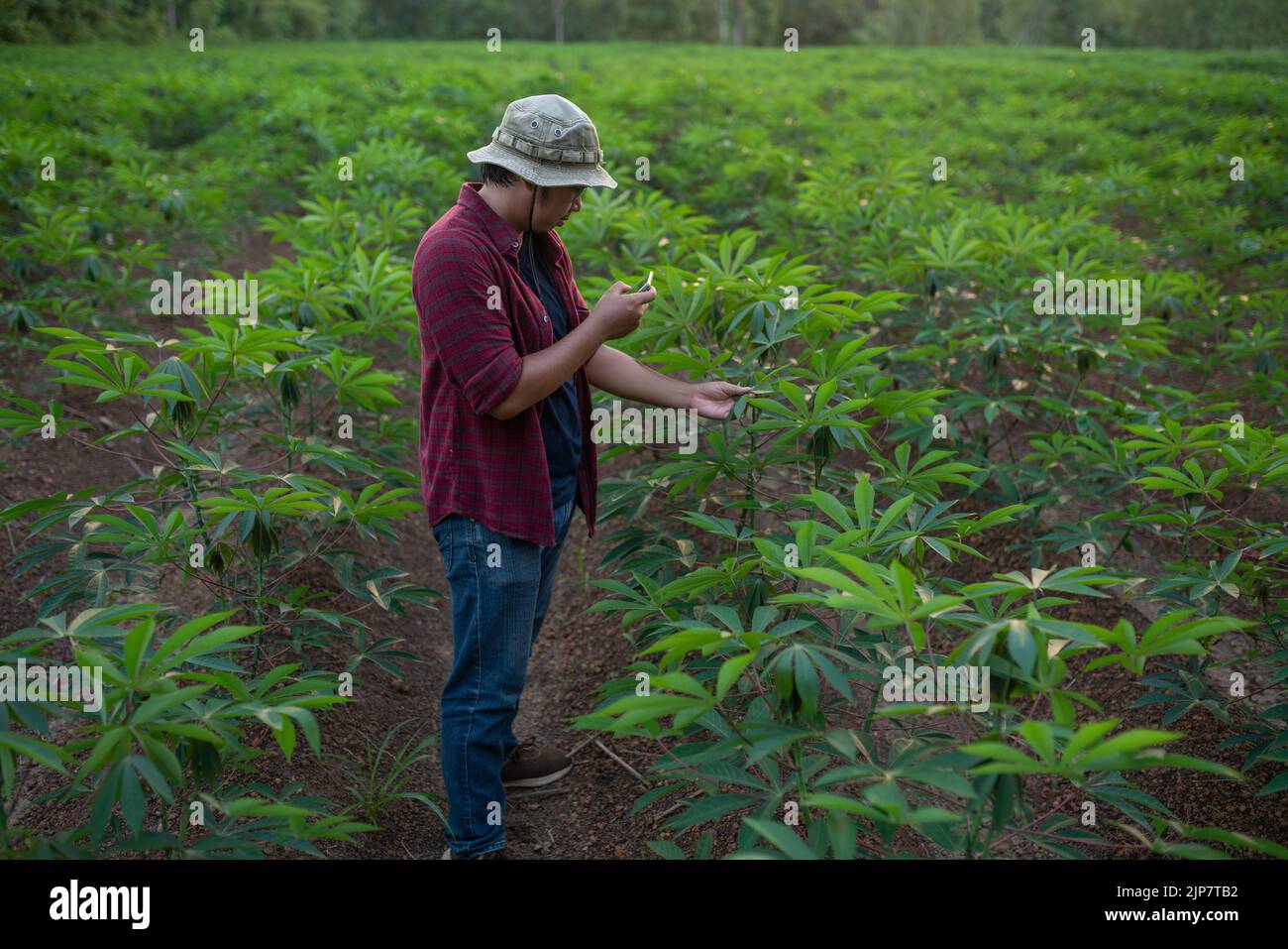 Un jeune cultivateur de manioc utilise un smartphone pour prendre des photos des feuilles de manioc afin d'analyser leur croissance. Banque D'Images