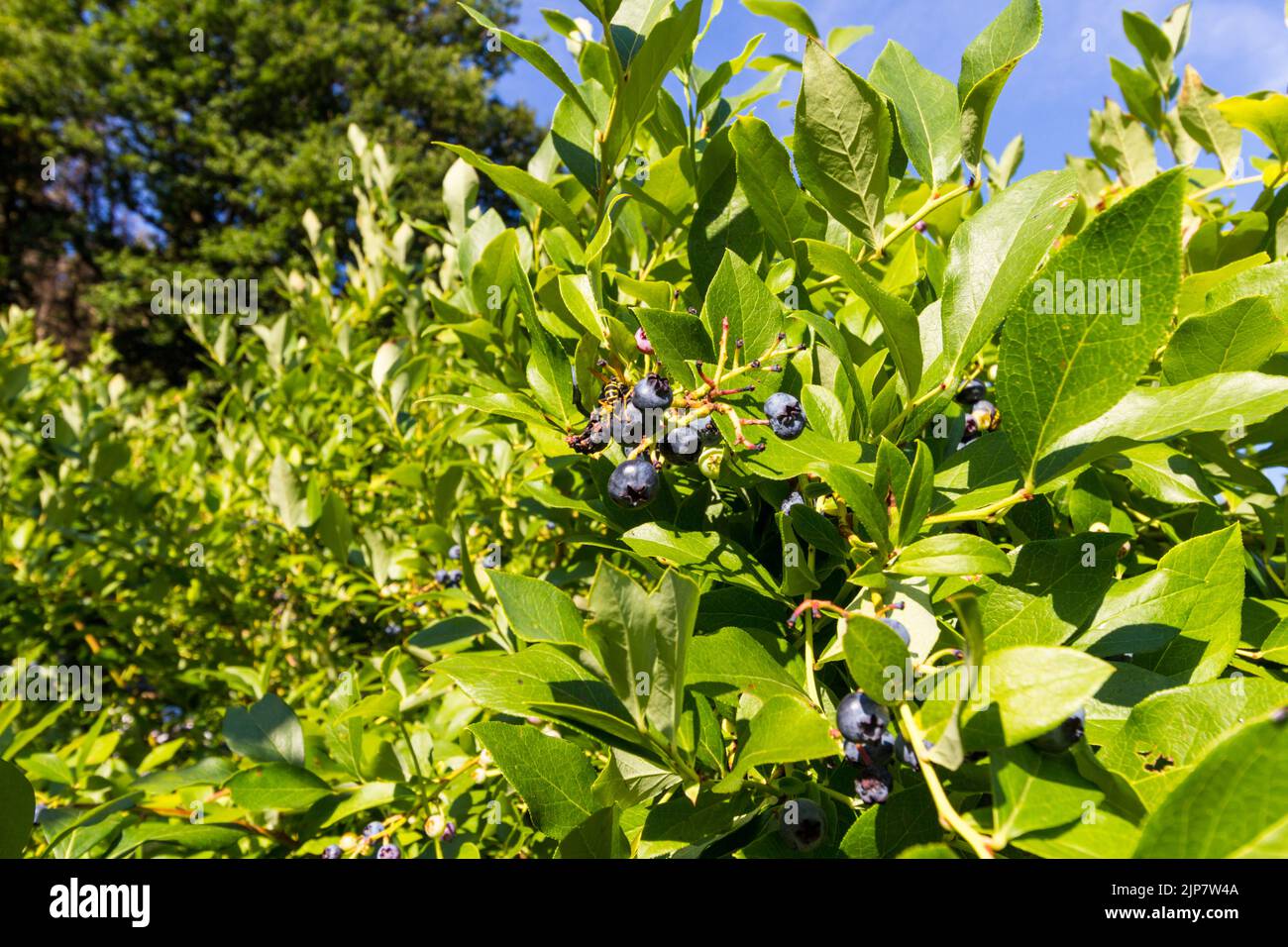 Bleuet de la haute-buisson du Nord, Vaccinium corymbosum 'Bluecrop' cultivé dans le jardin, Hongrie, Europe Banque D'Images