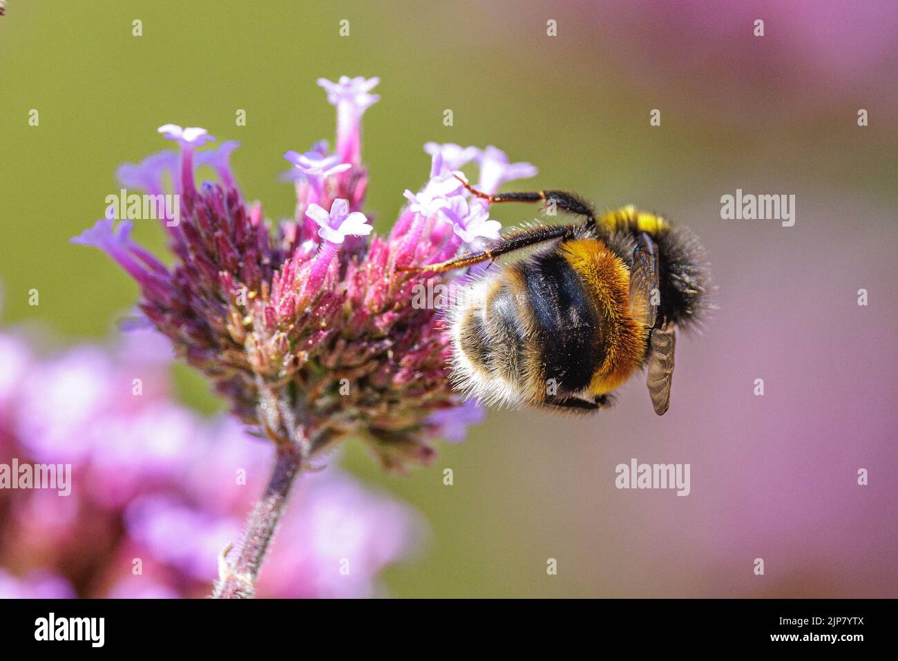 Abeille Bumble prenant le nectar d'une fleur pourpre dans le jardin Banque D'Images